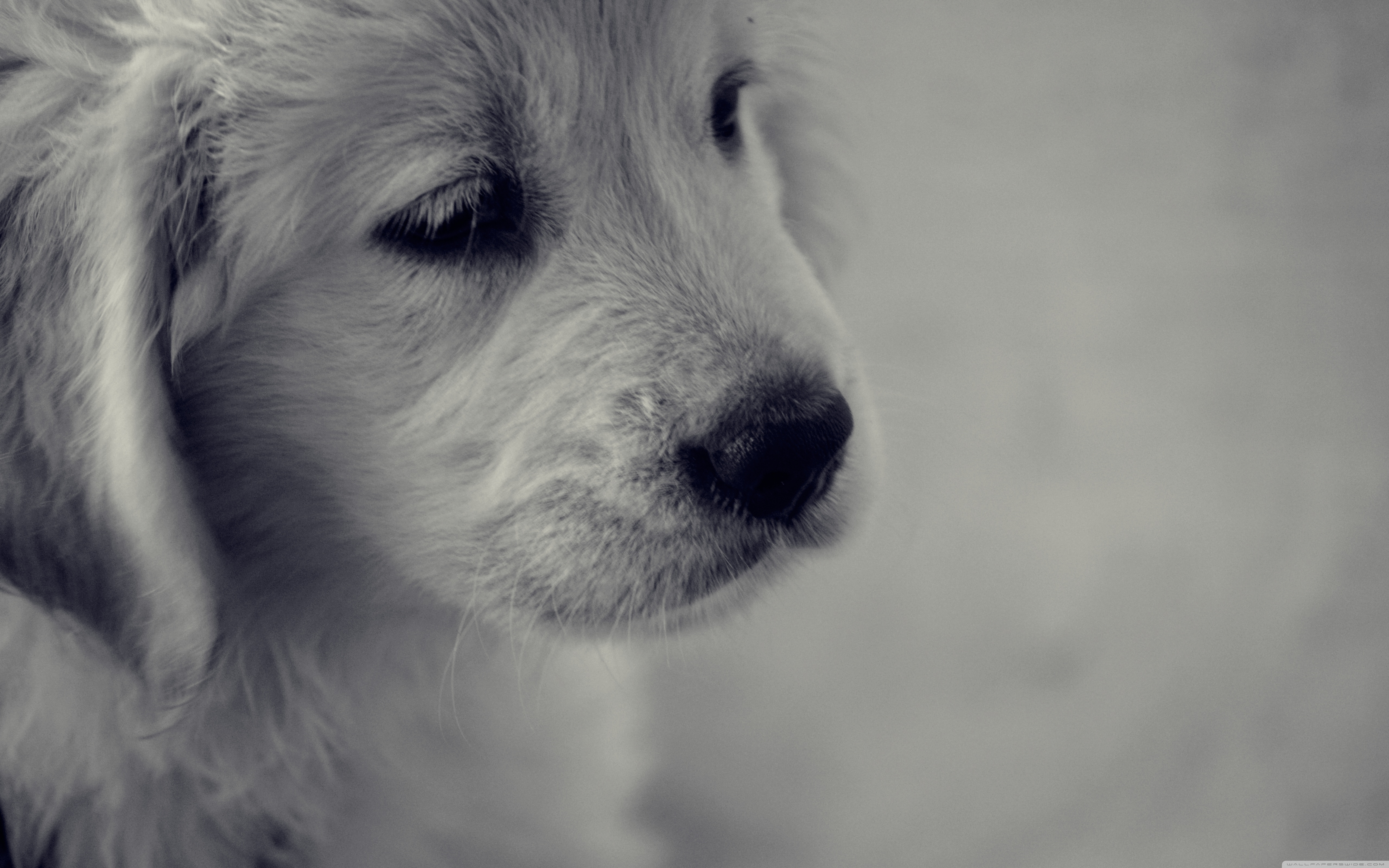 Белый жалко. Грустная собака. Грустные картинки. Печальные картинки. Грустные картинки с животными.