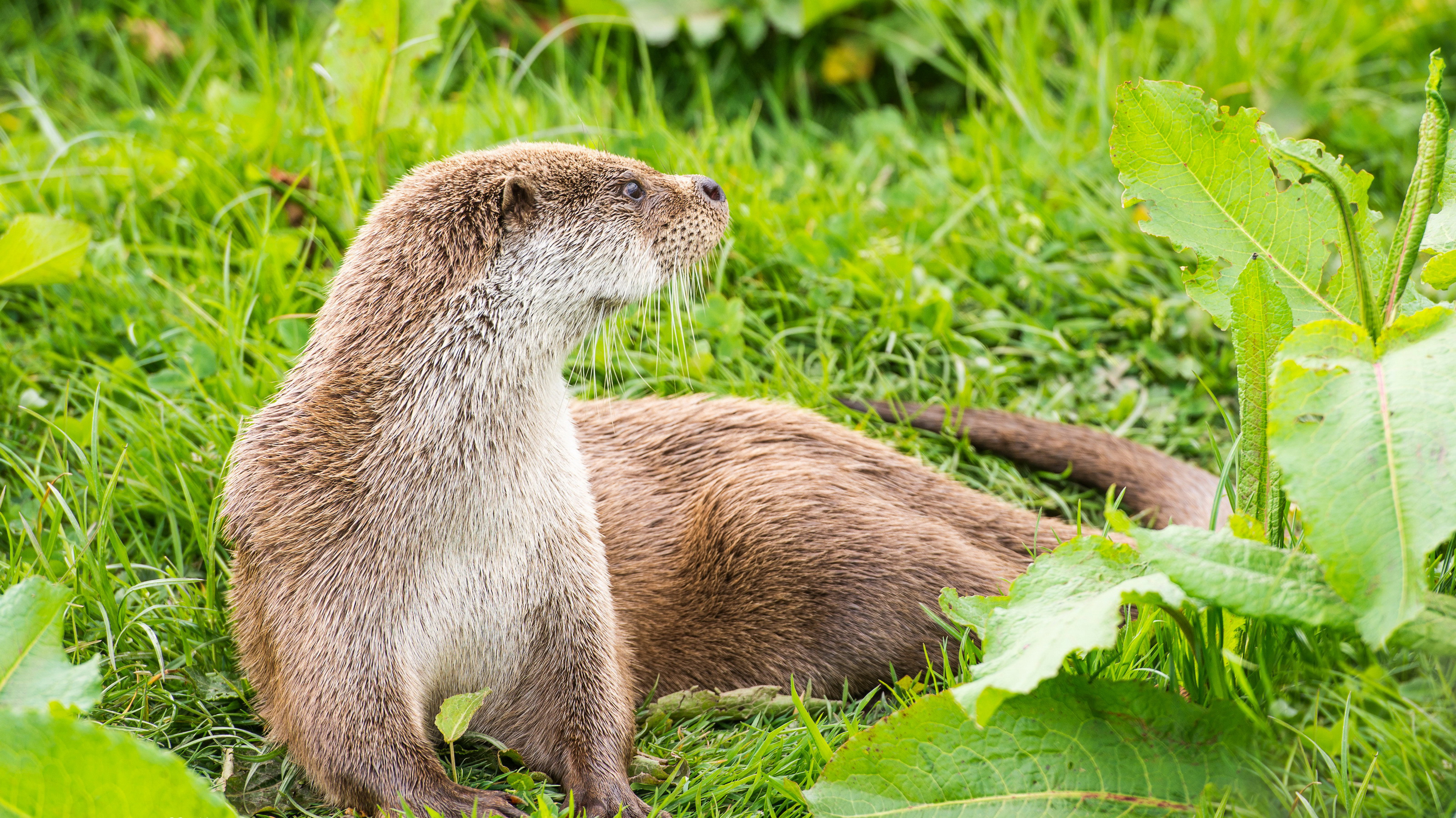 овца, животное, бесплатно