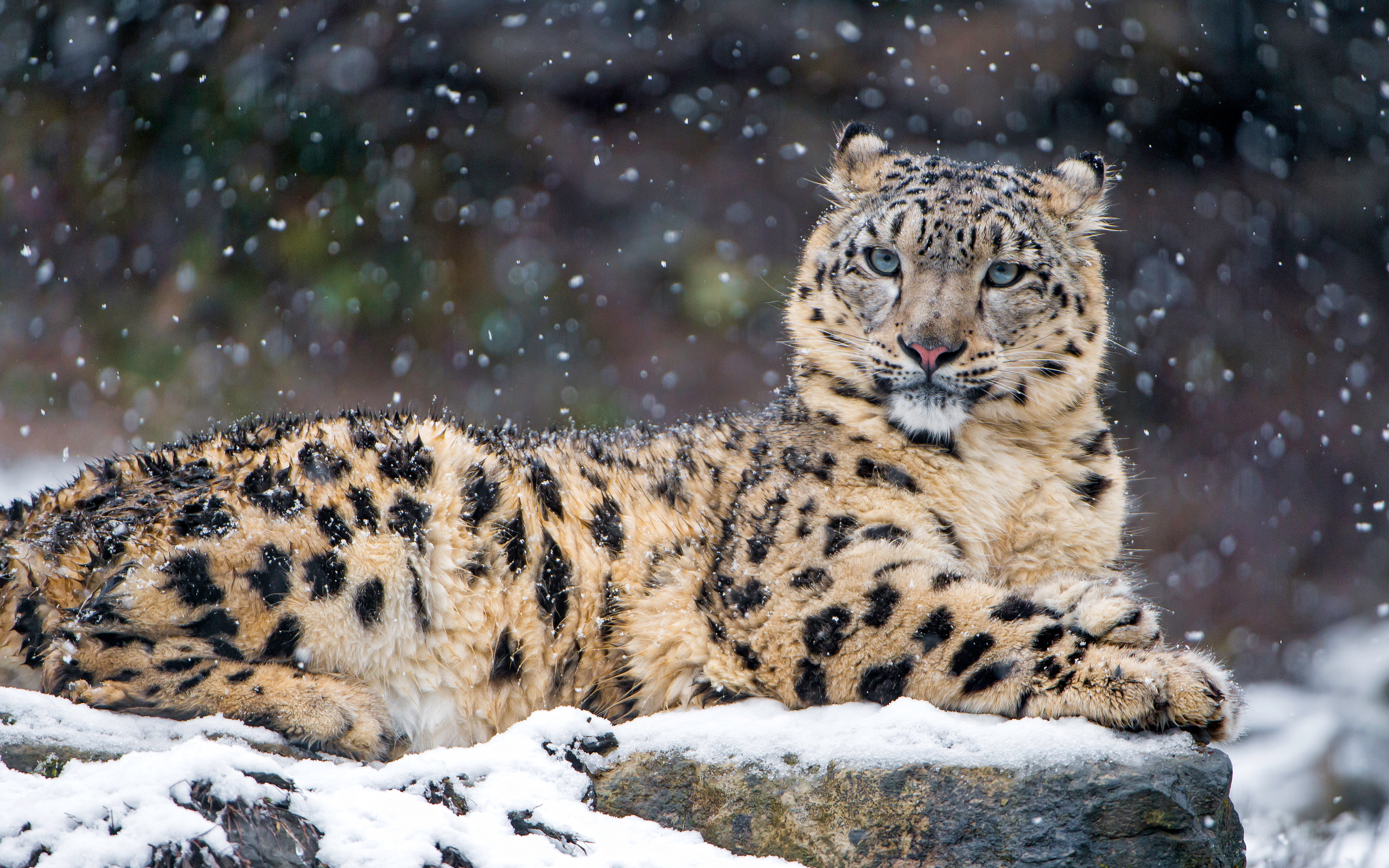 Снежный леопард животное бесплатно