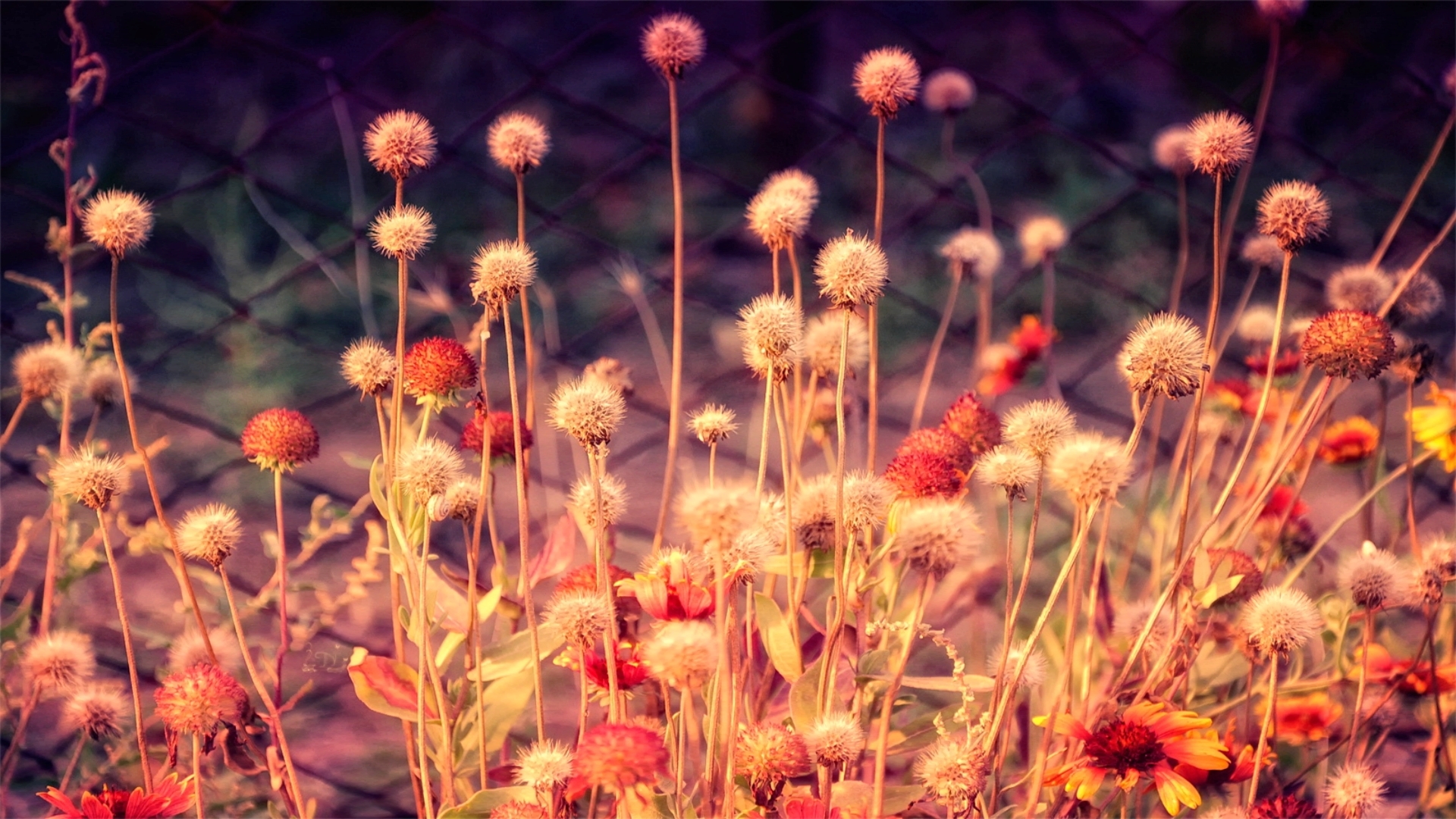 крышка, фейсбук, цвет