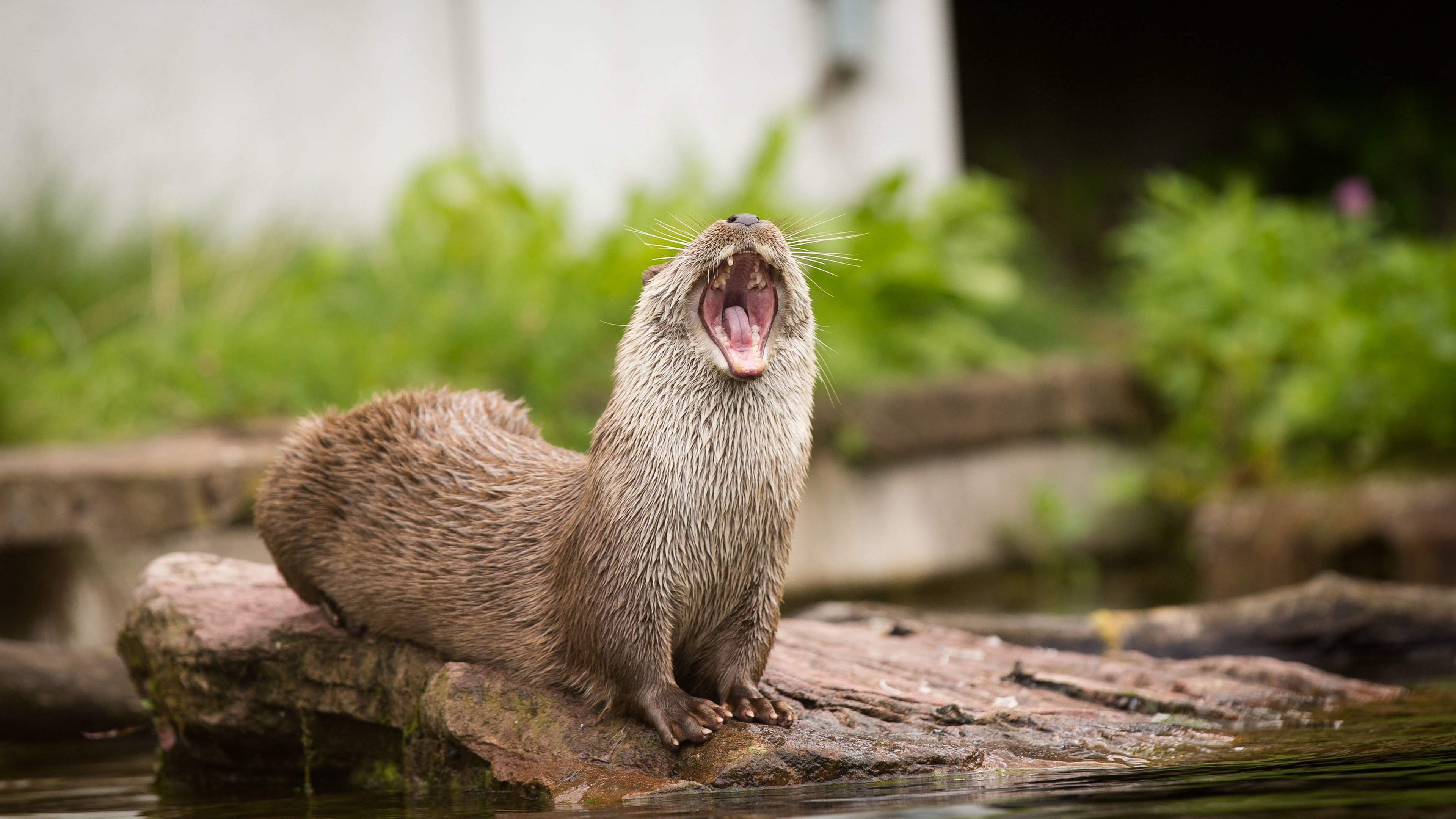 otter, река, север