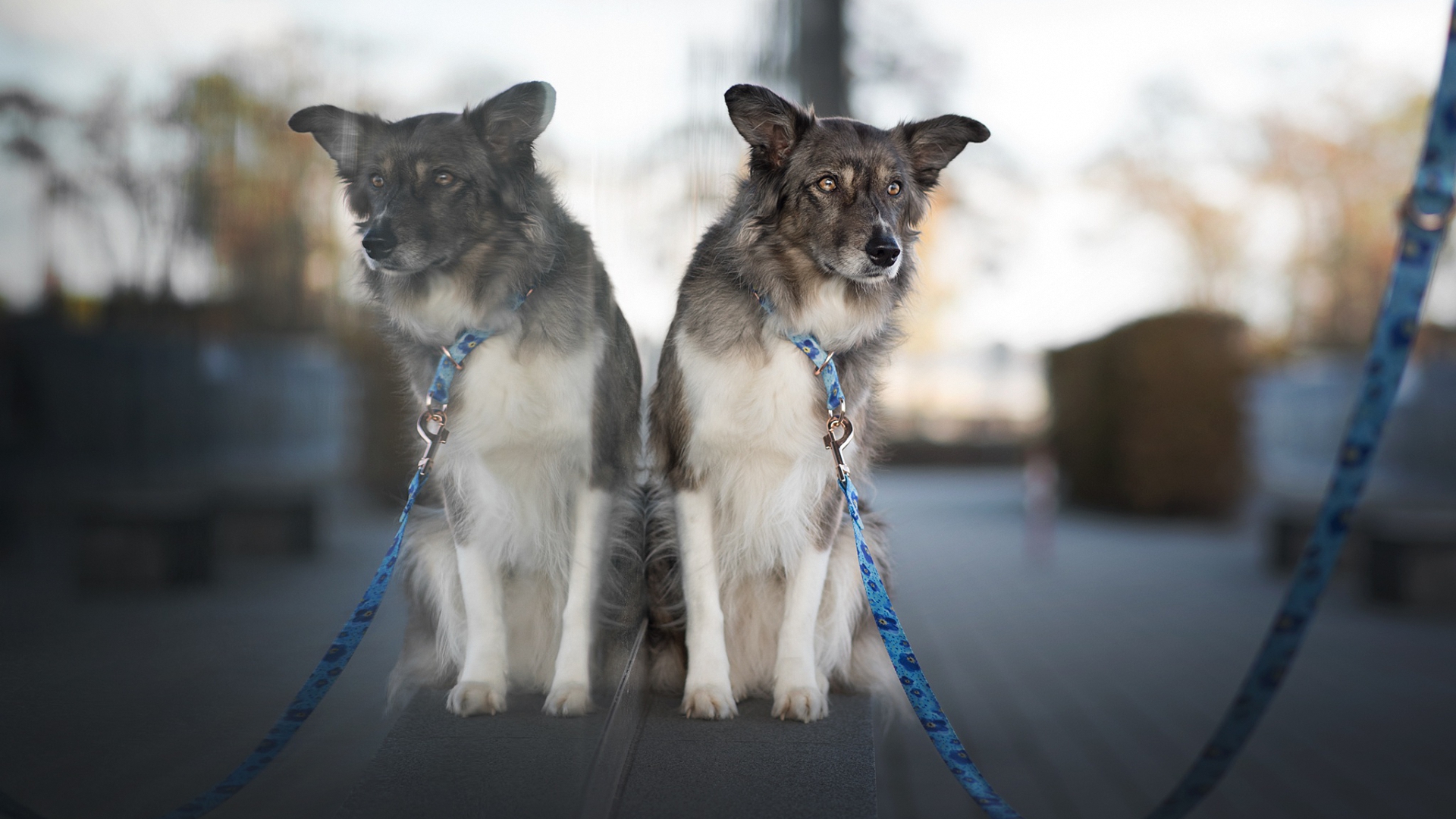 собака, смотреть, город