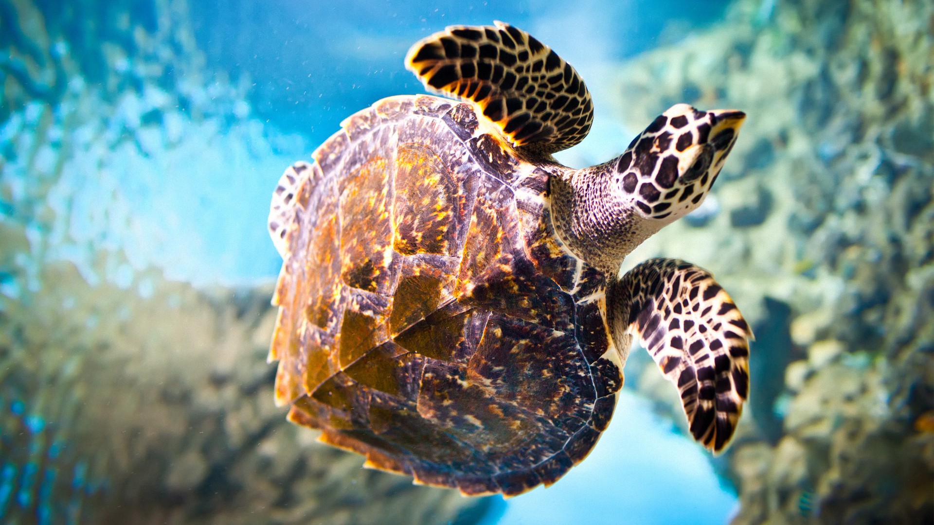 tortue, ecran, fond