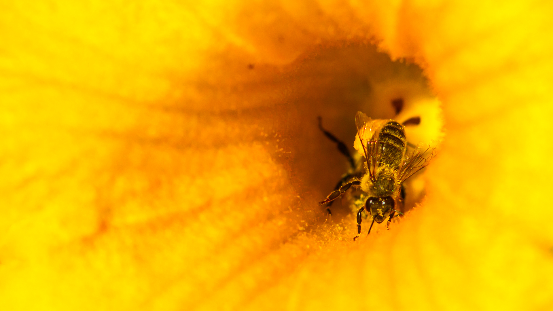 honeybee