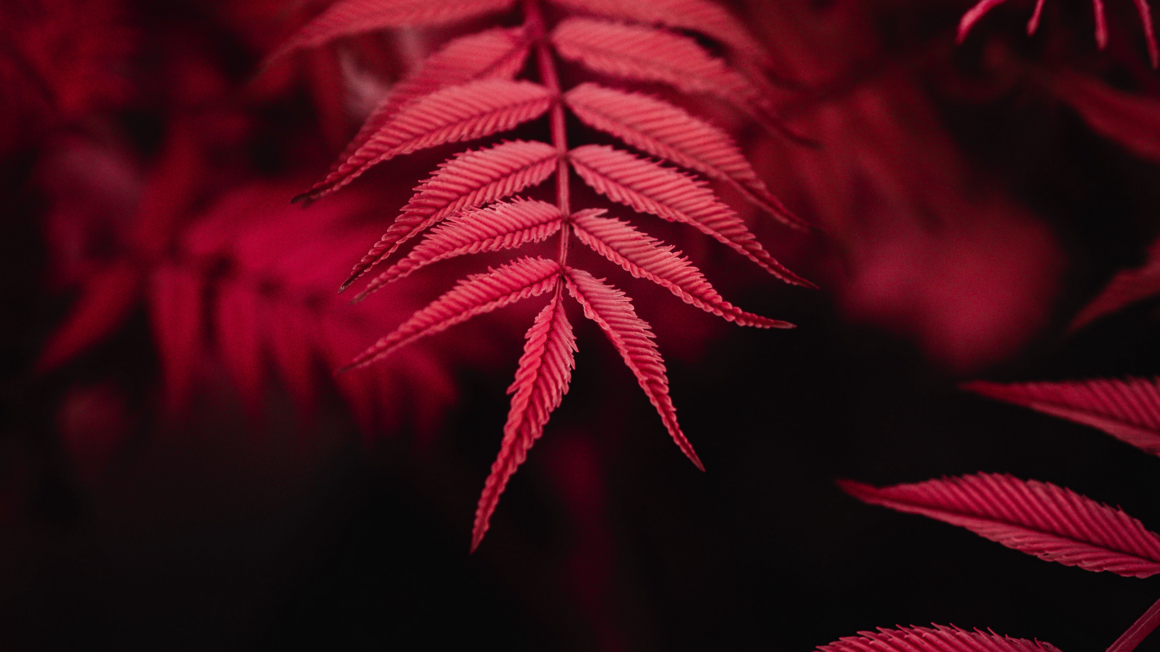 mobile, растение, leaf