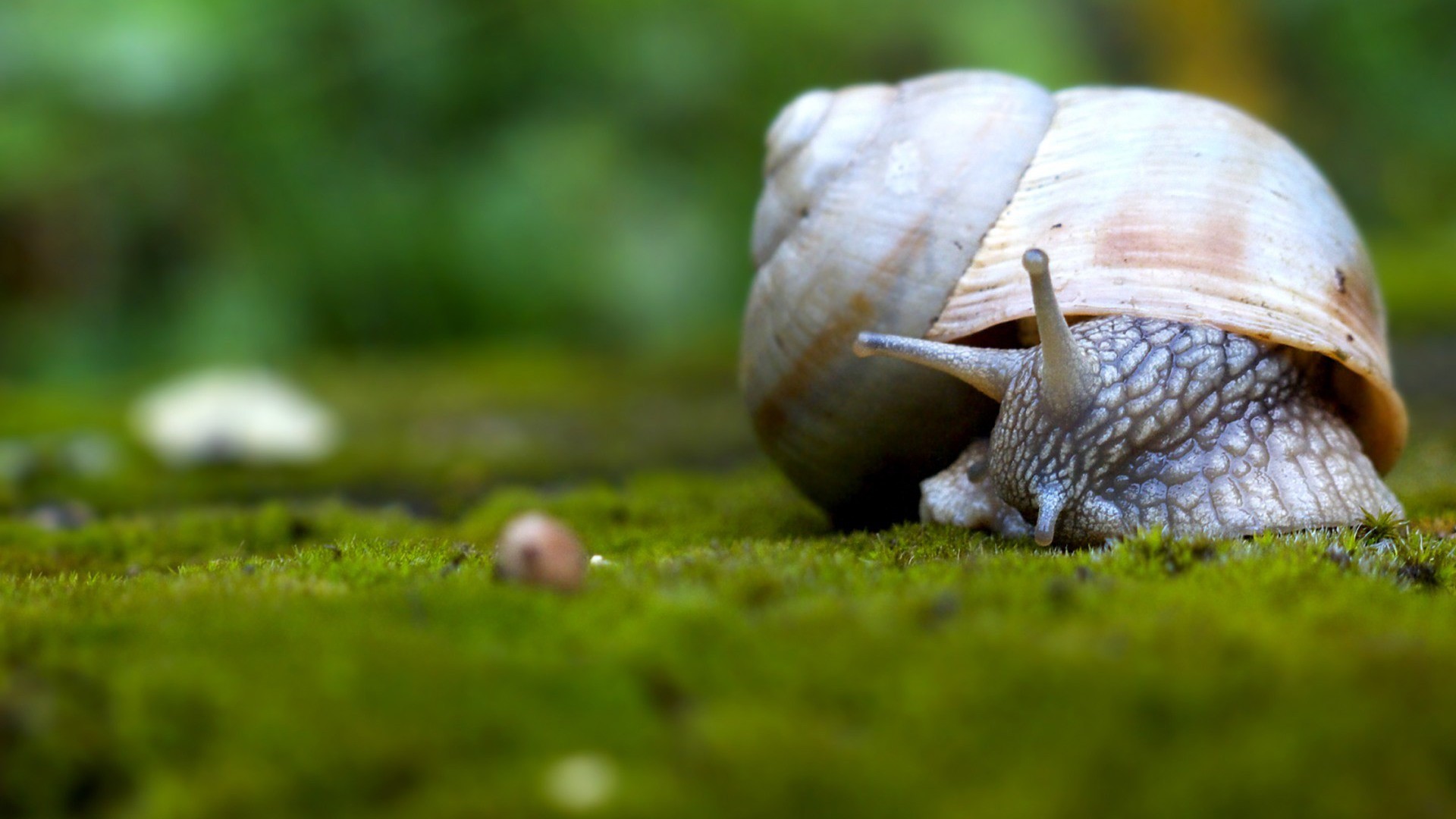 snail, wallup