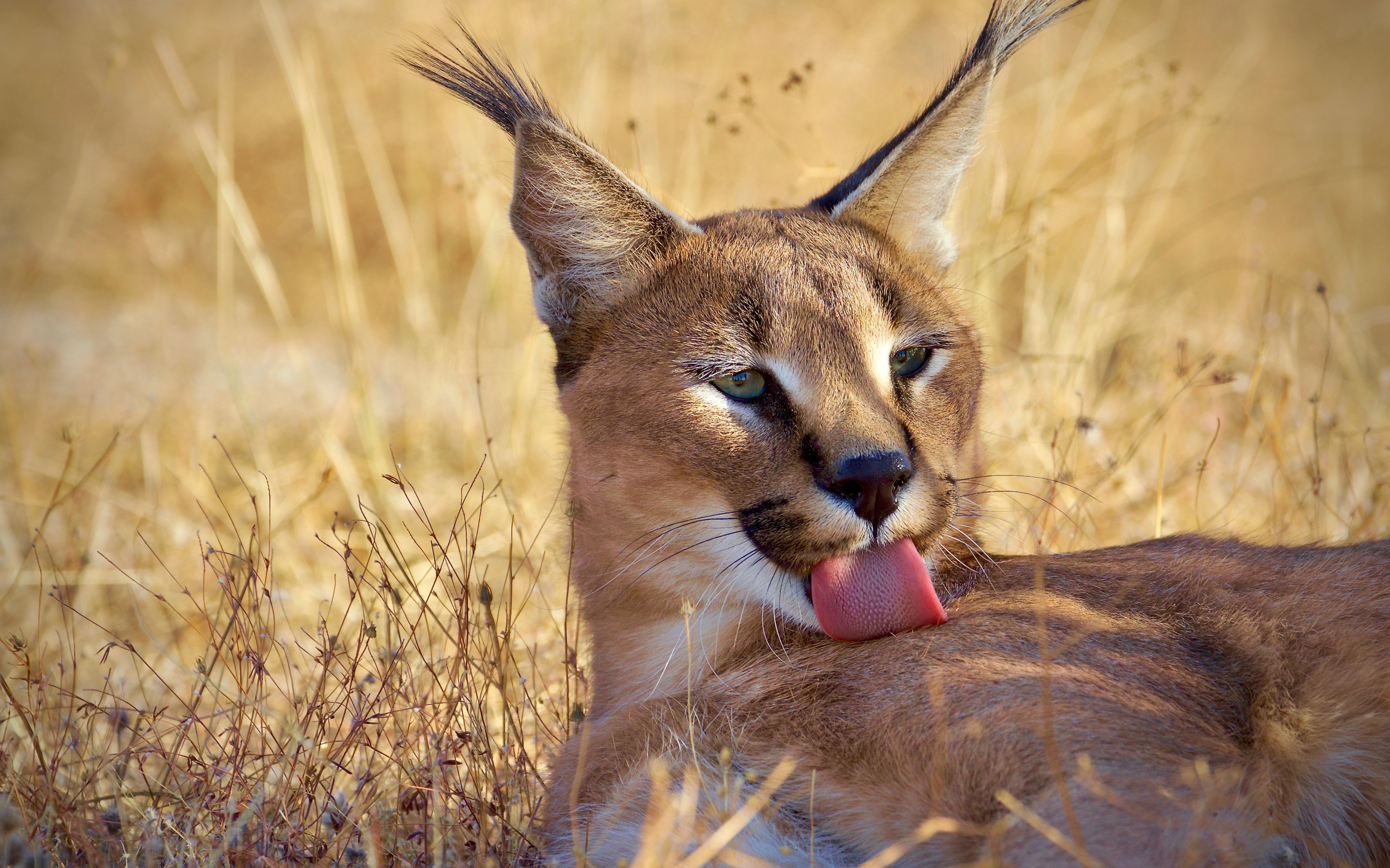 caracal