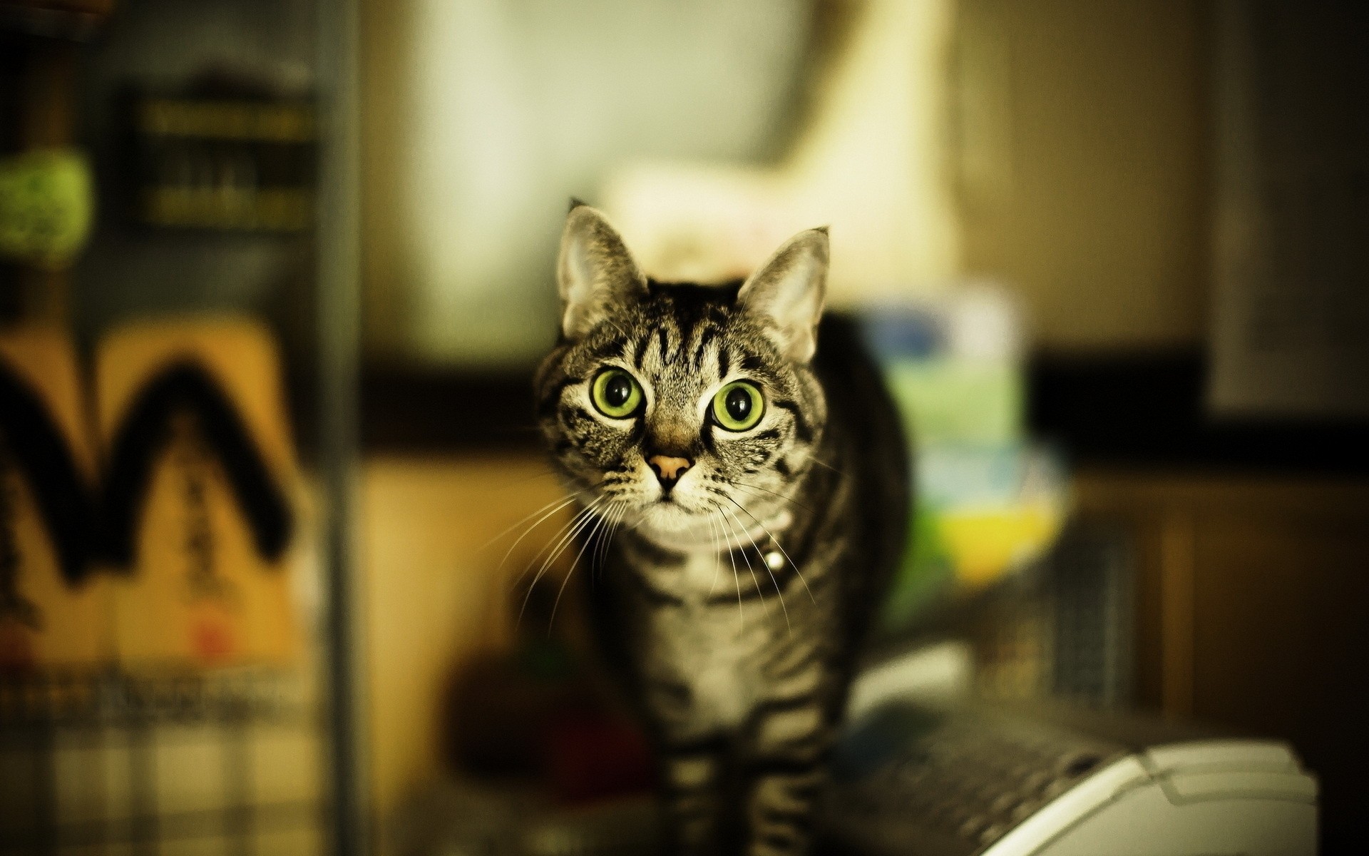 кошка, которая стоит на столе