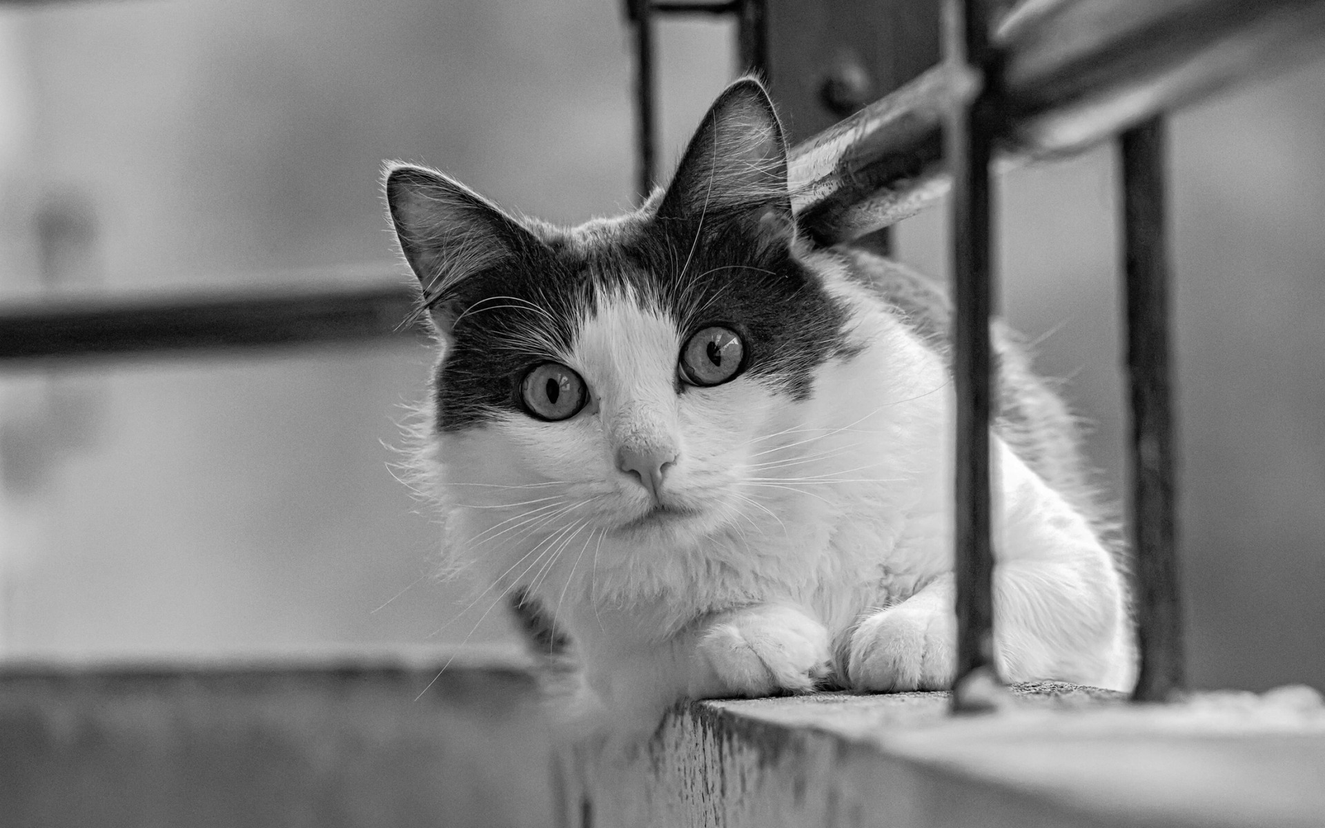 кот