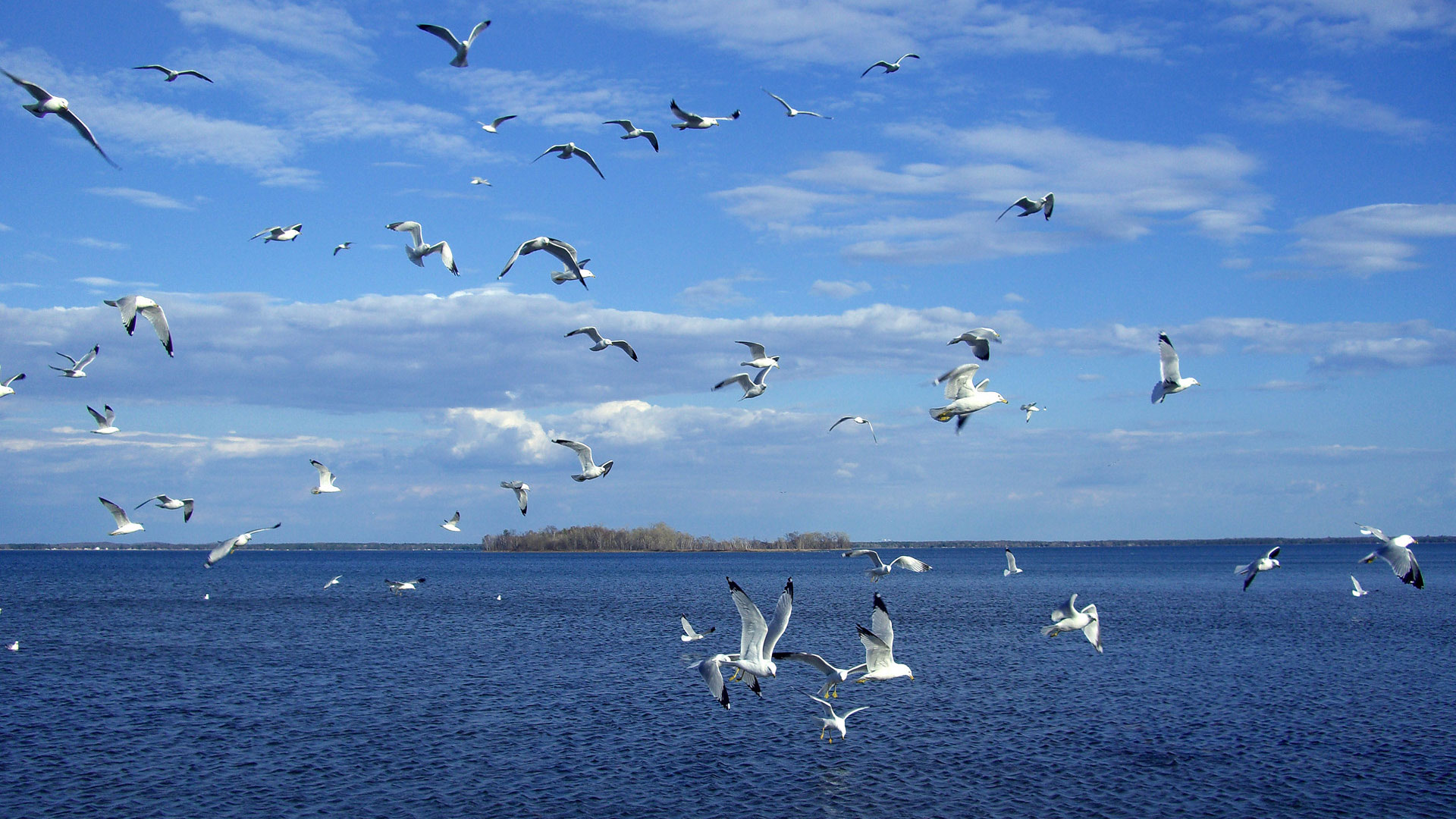 море, травки, пейзаж