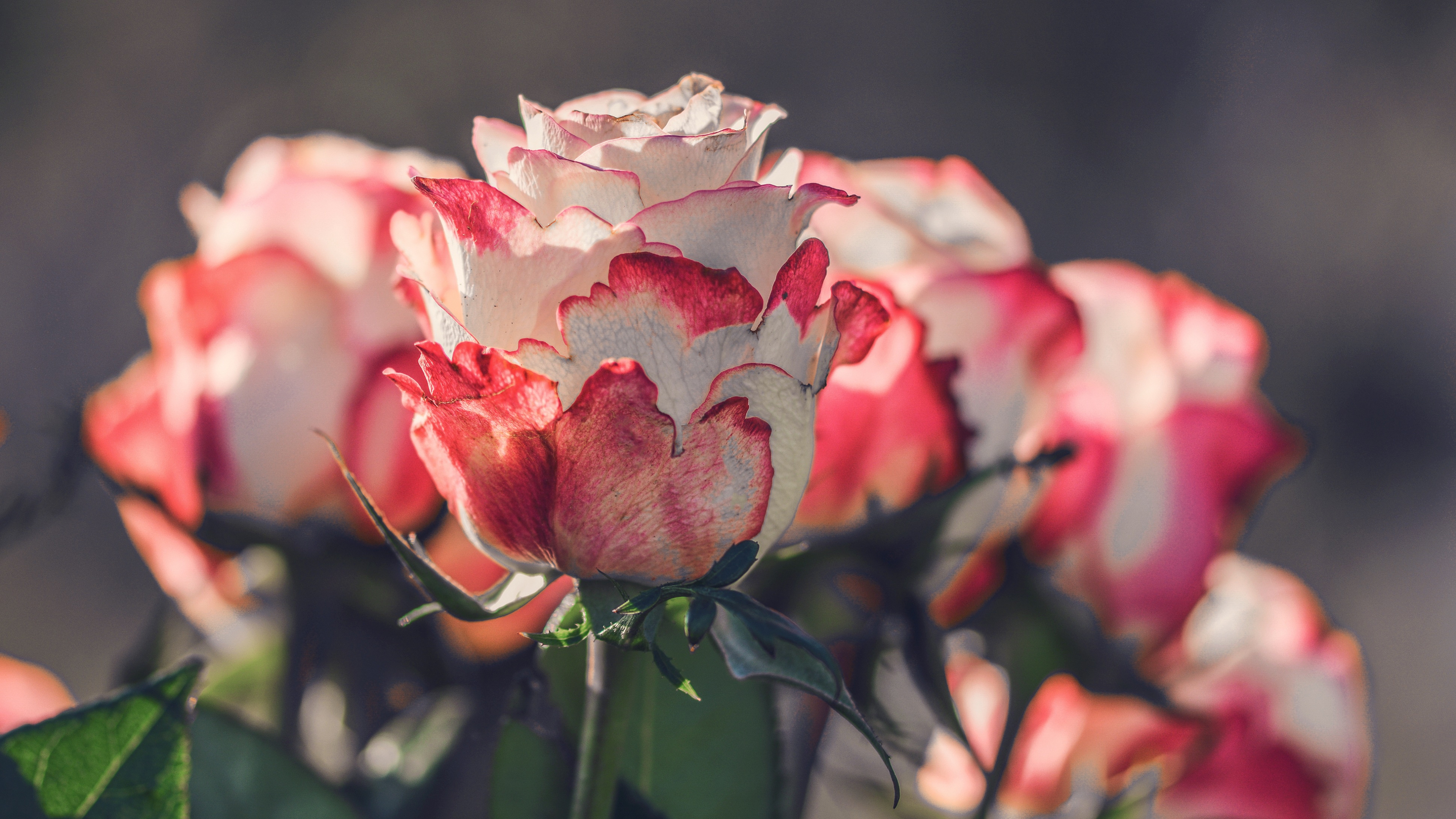 лепесток, весна, лепестки