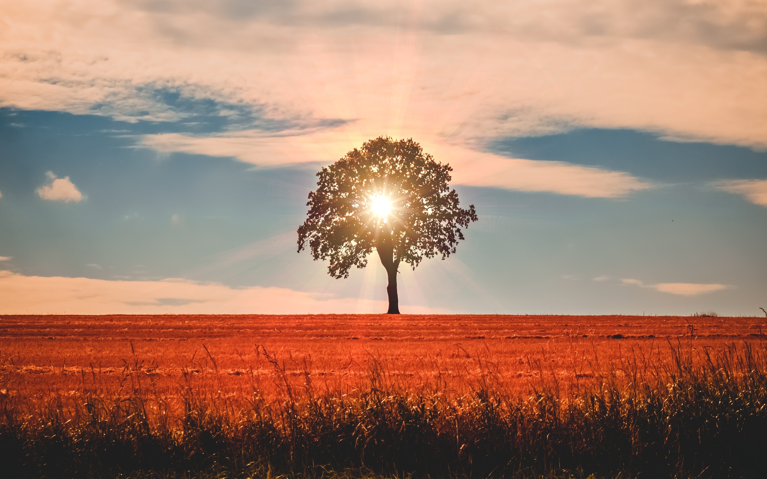 солнце, зелень, луч