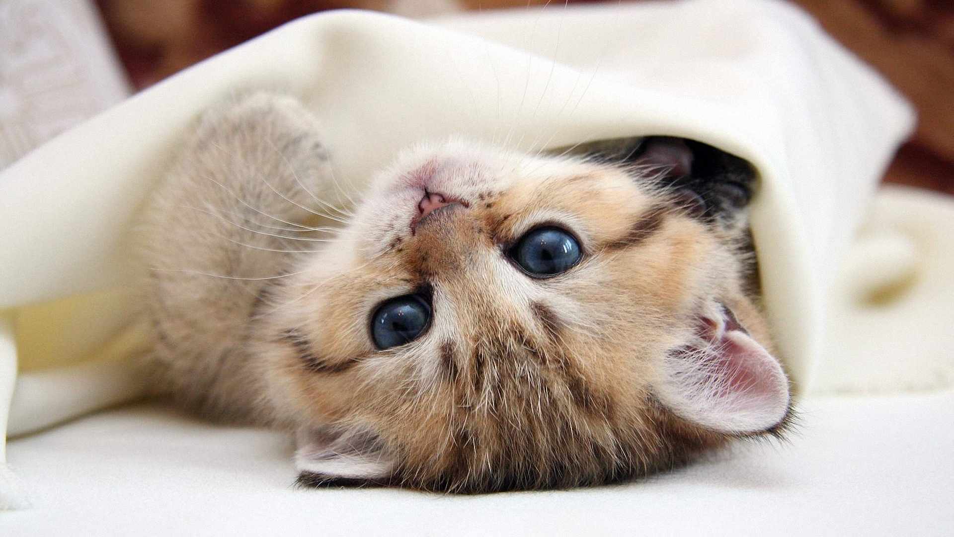 котенок, милая