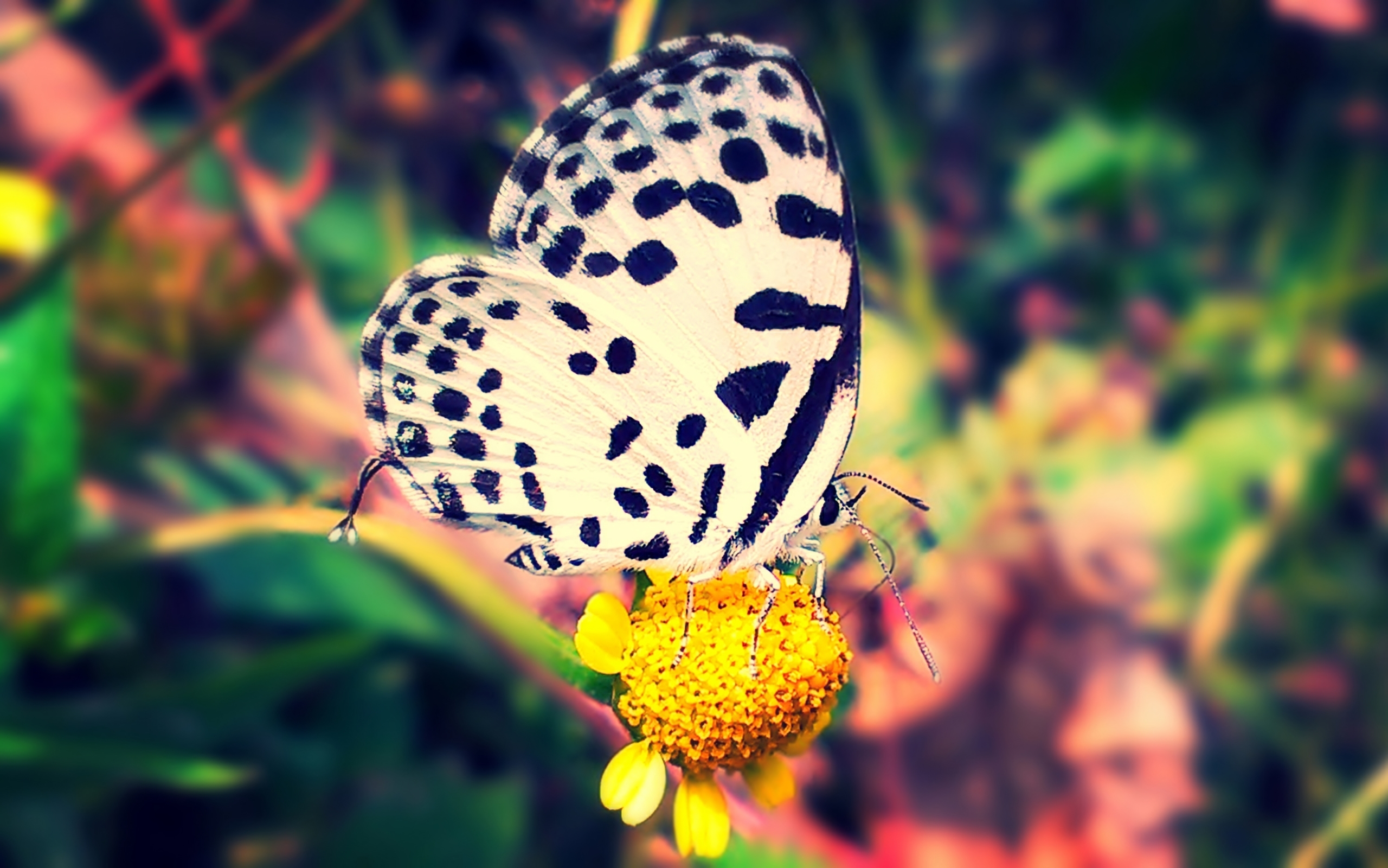 природа животные насекомое бабочка цветы nature animals insect butterfly flowers бесплатно