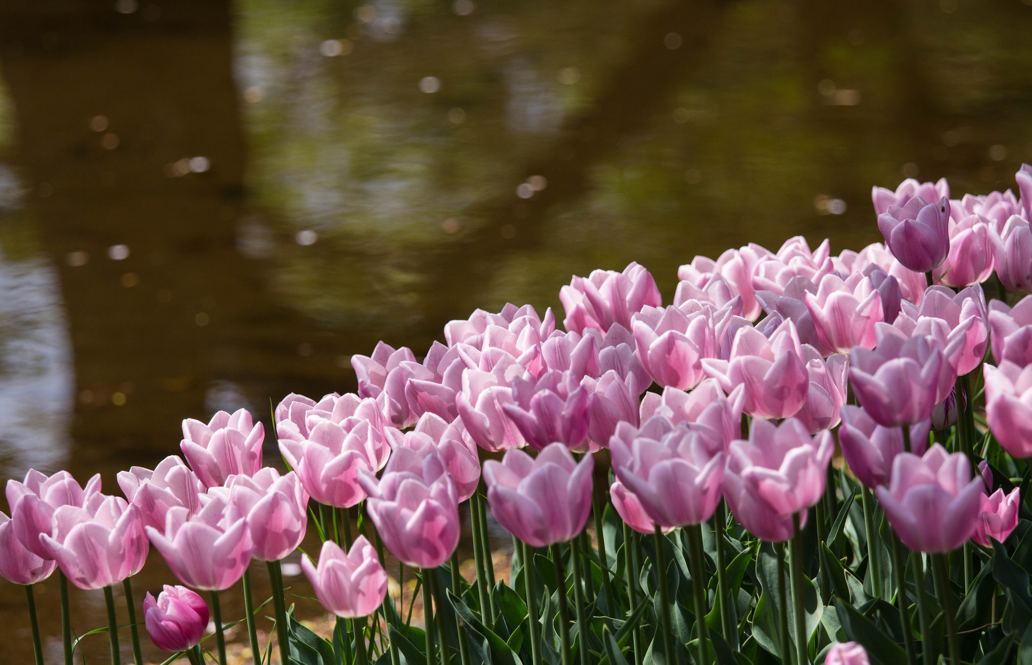 Сколько живут тюльпаны в воде. Розовые тюльпаны. Розовые тюльпаны в природе. Розовые тюльпаны на рабочий стол. Тюльпаны обои.