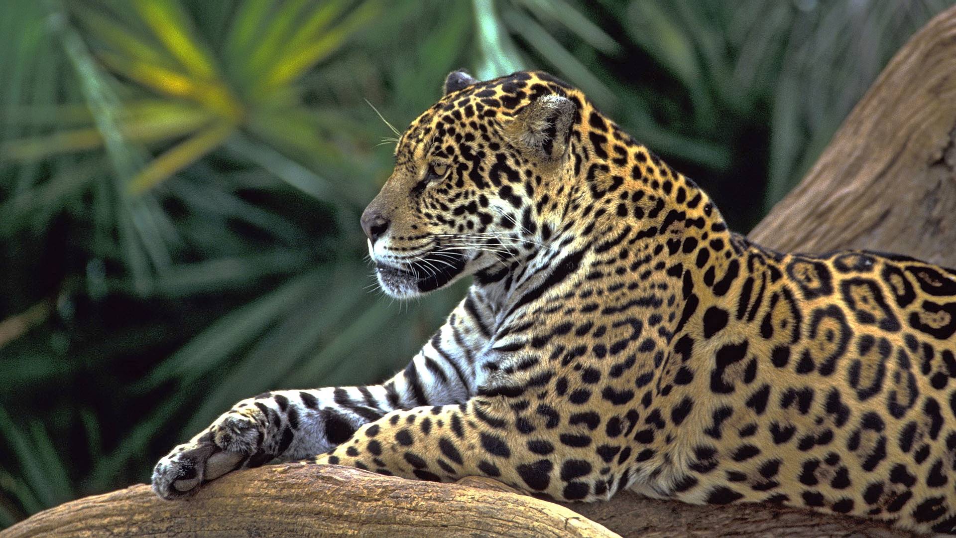 леопард, отдых