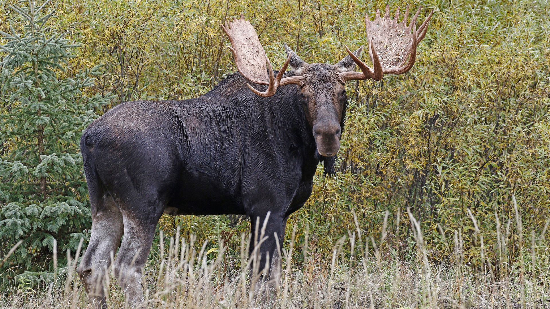 трава, природа, рогатый