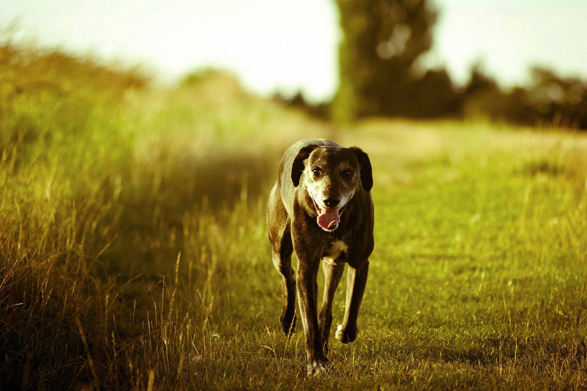 perros, perro, campo