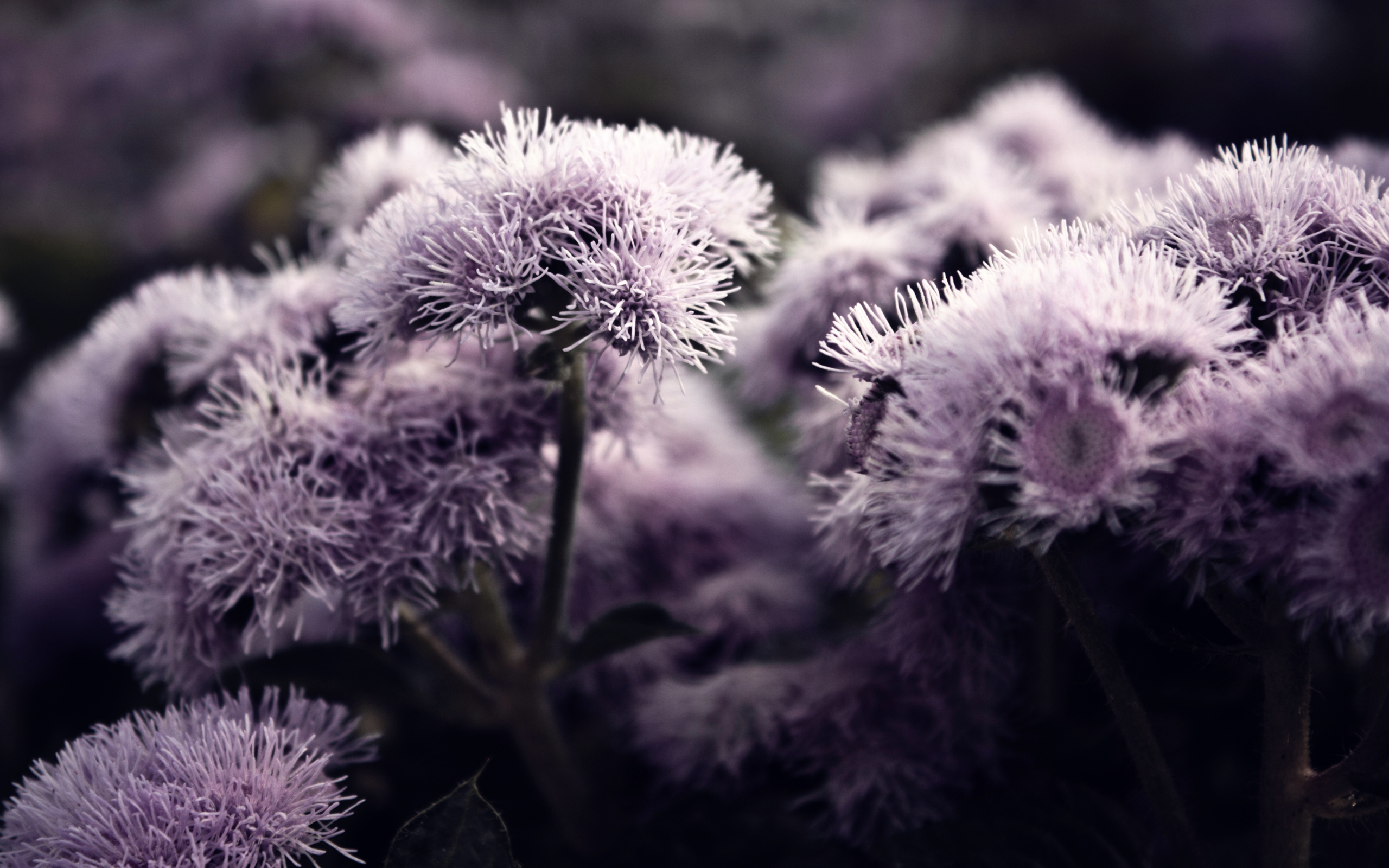 purplish