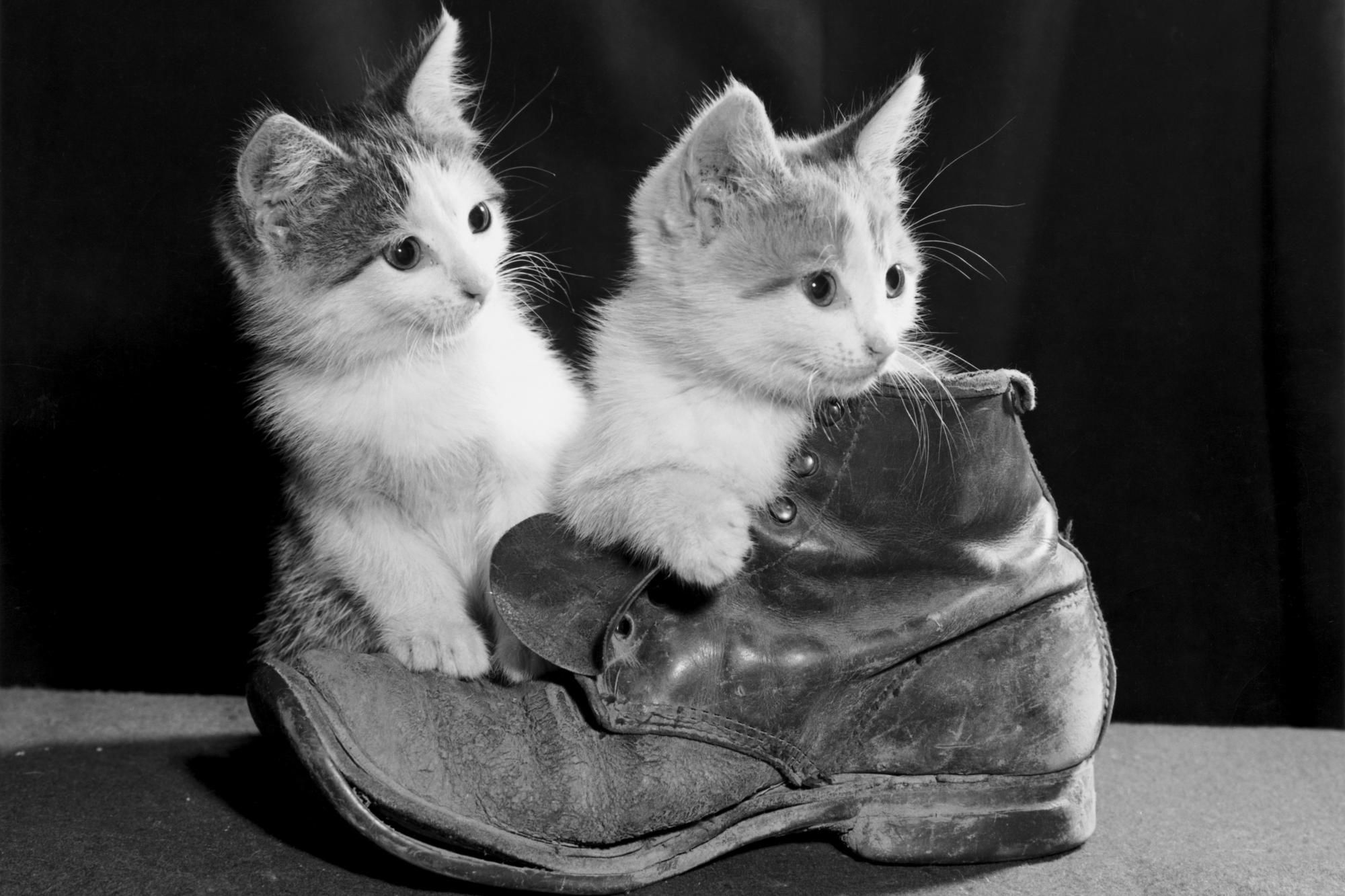 котенок, черный, белый