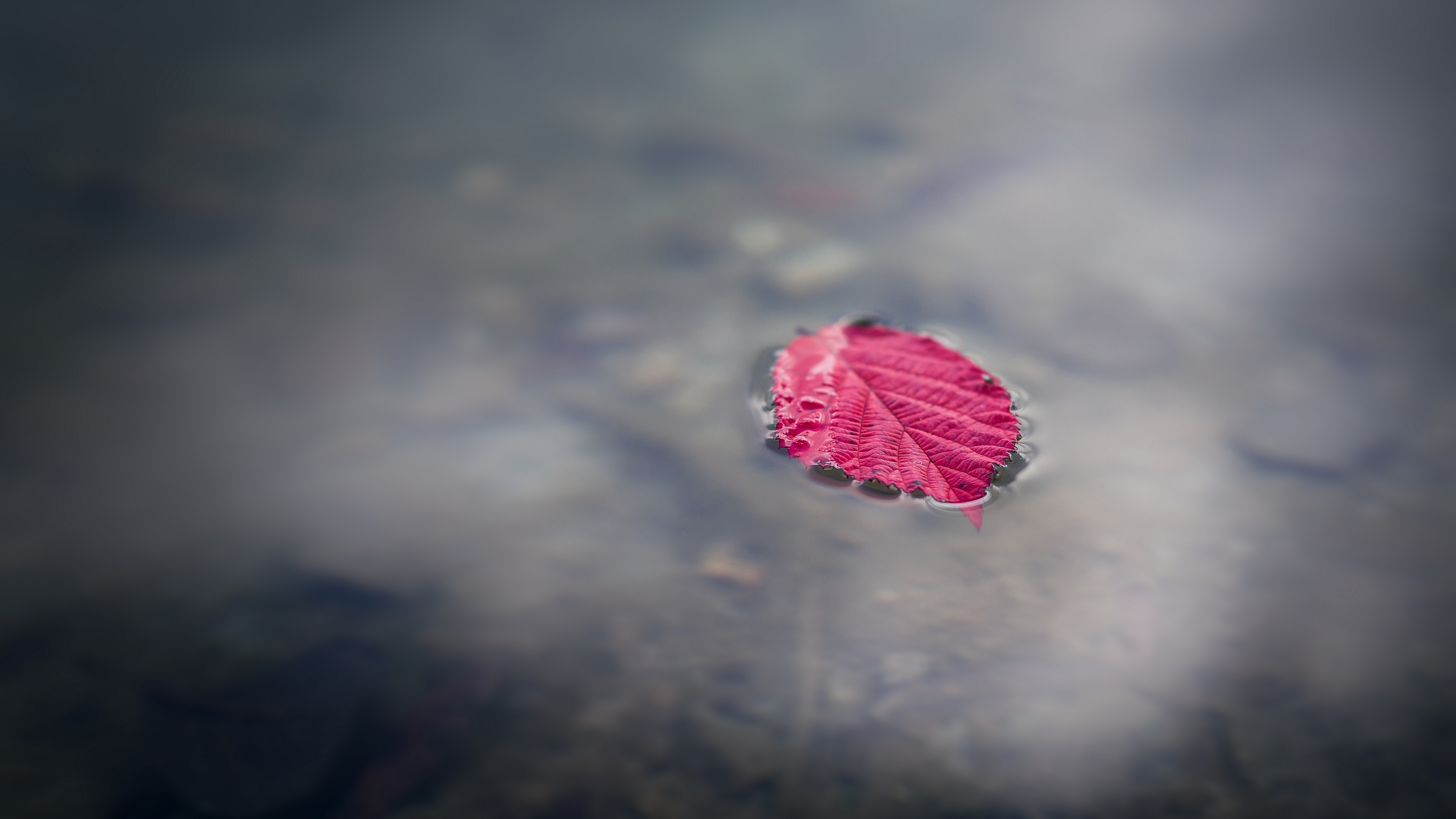flickr, explore, тема