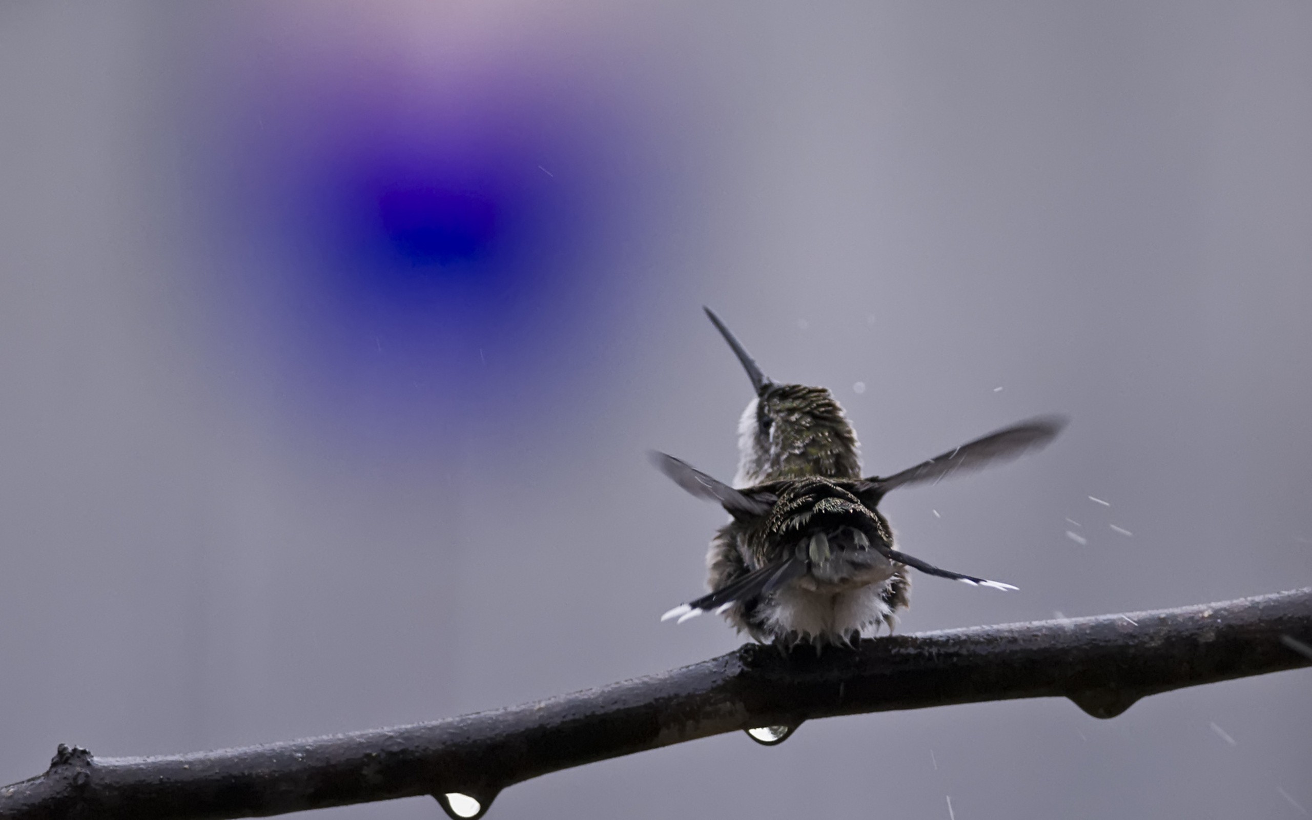 колибри, коллекция, природа