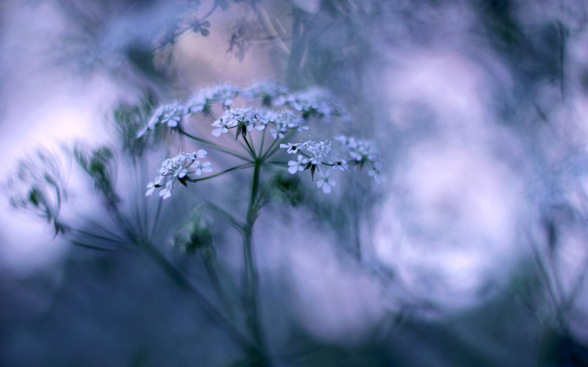 трава, красивые, душі