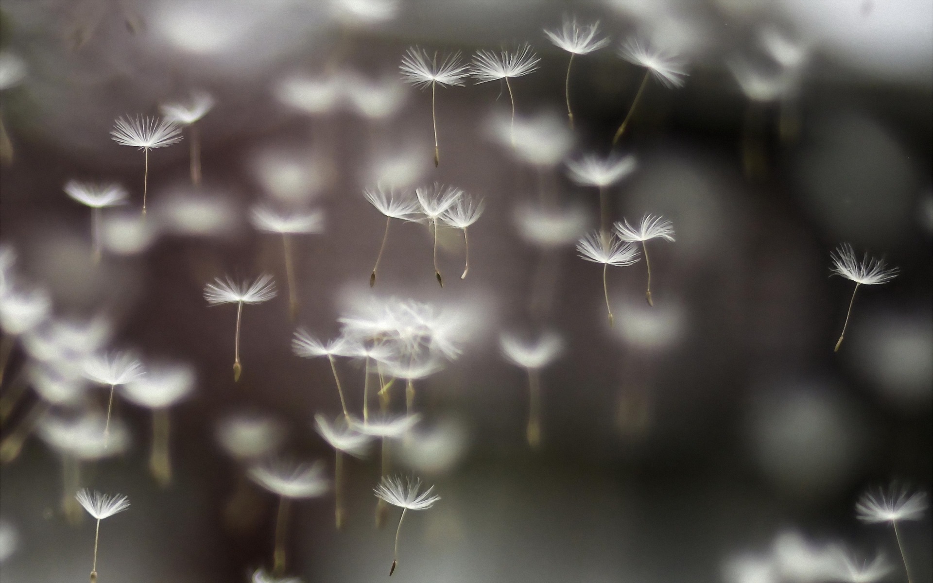 ованчик, сибек