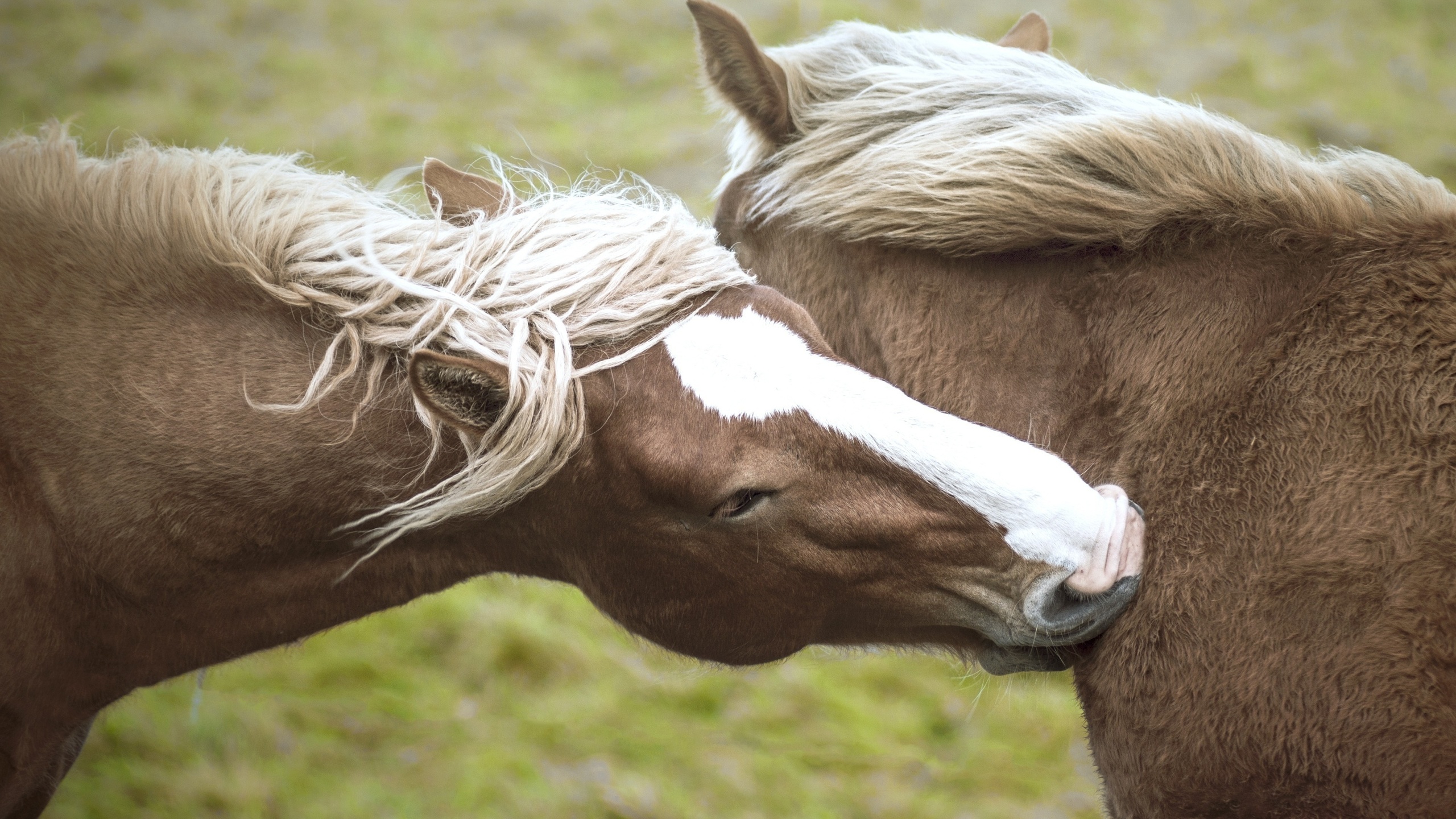 кони, лошади, лошадь