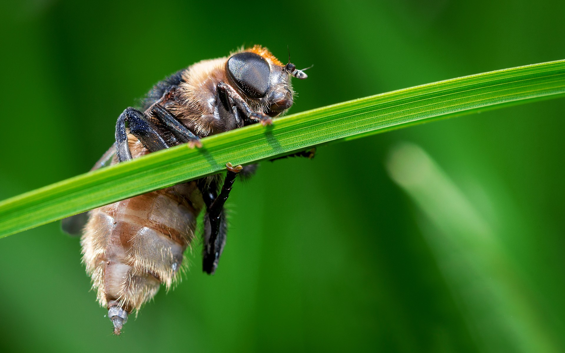 зависни, радуге, кисни
