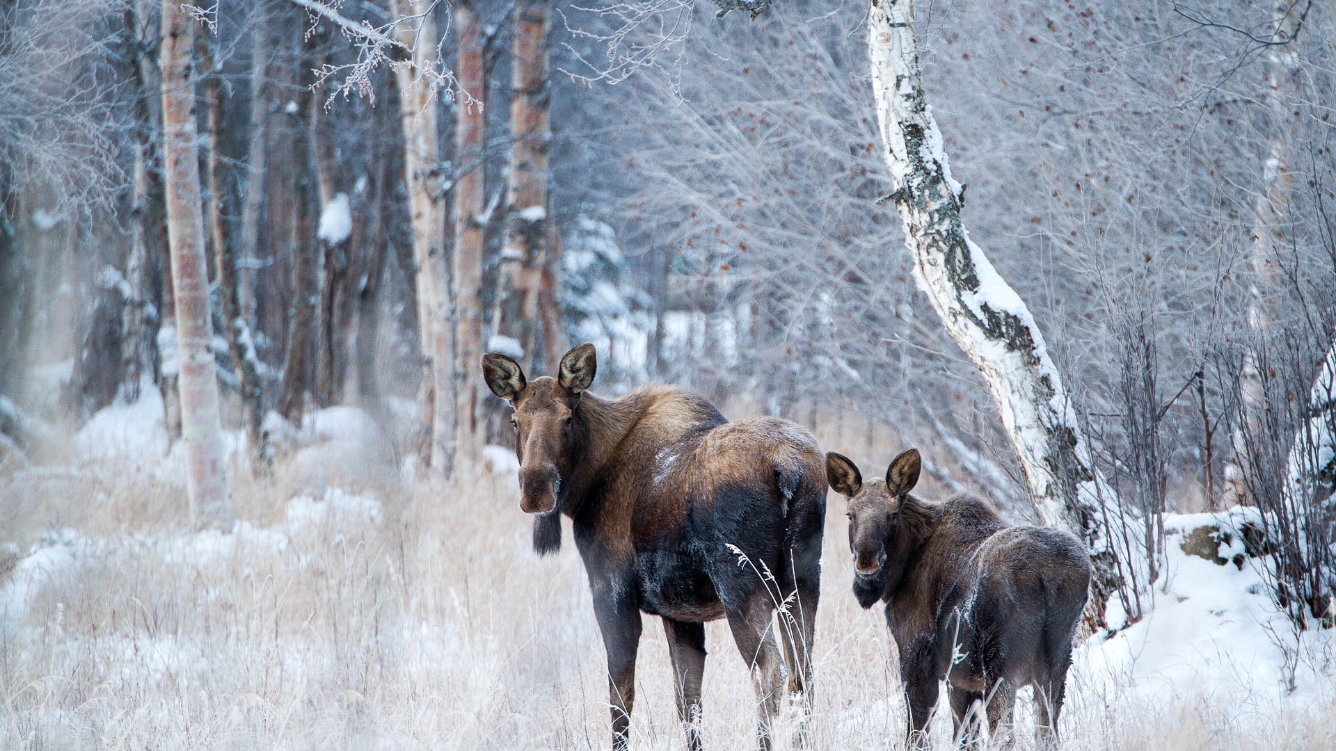 настольный