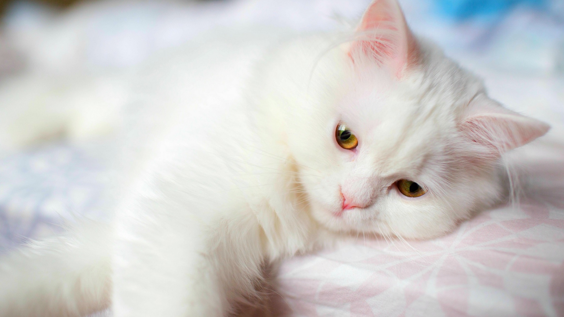 Музыка белая кошка. Белый котенок. Кошки фото красивые. Белая кошка с разными глазами. Анатолийская кошка белая.