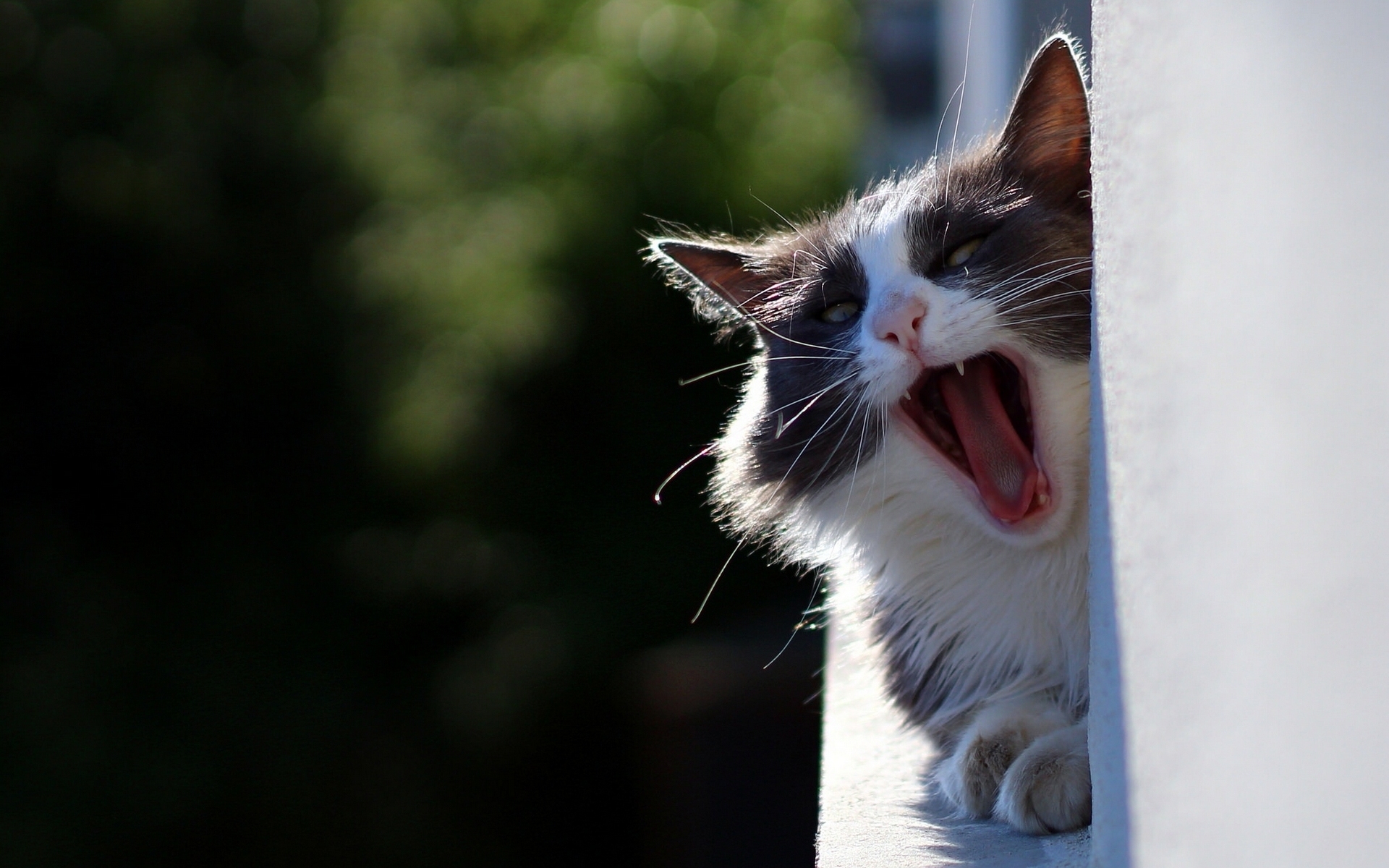 кот зевает cat yawns загрузить