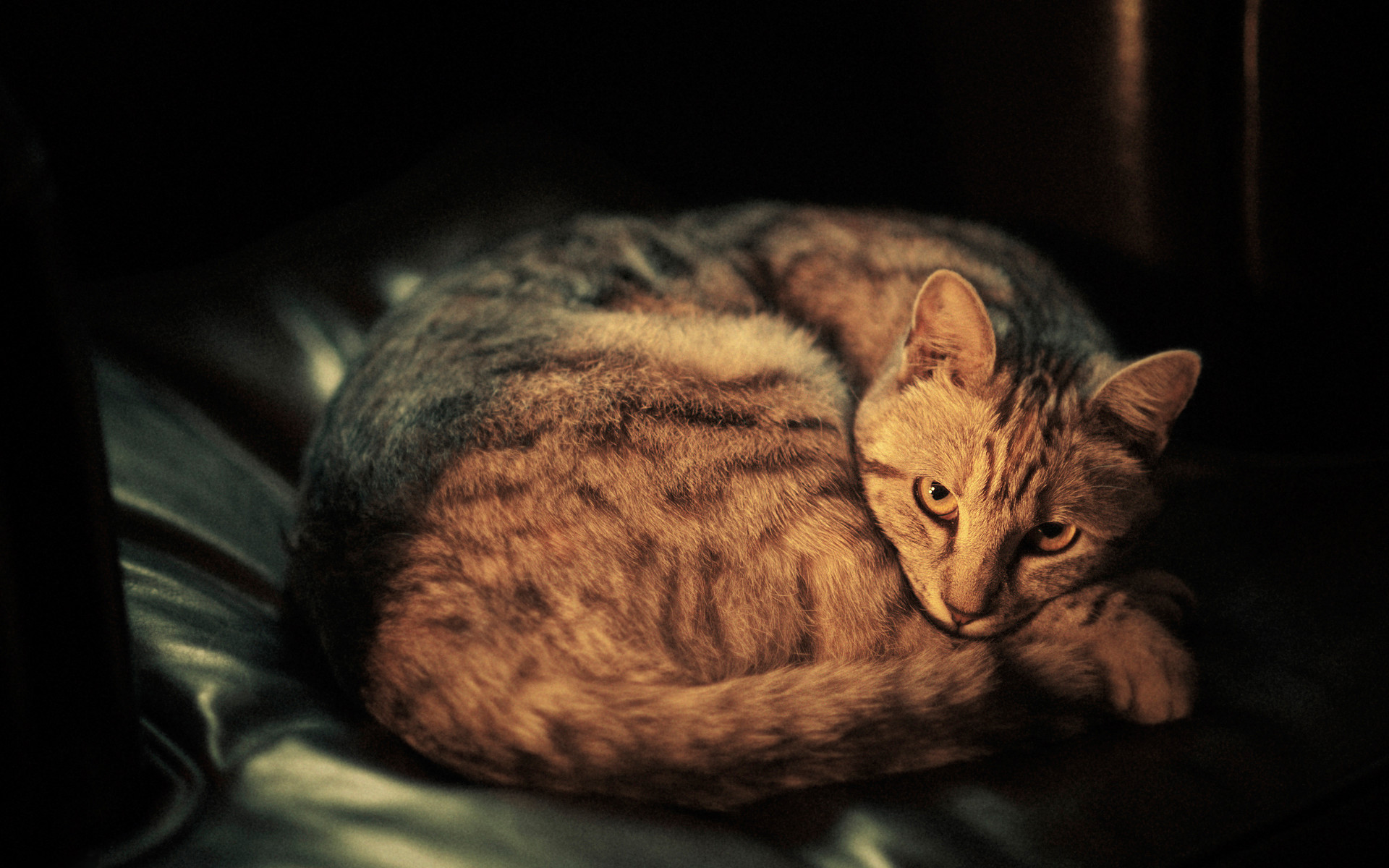 кот, ложь, морда