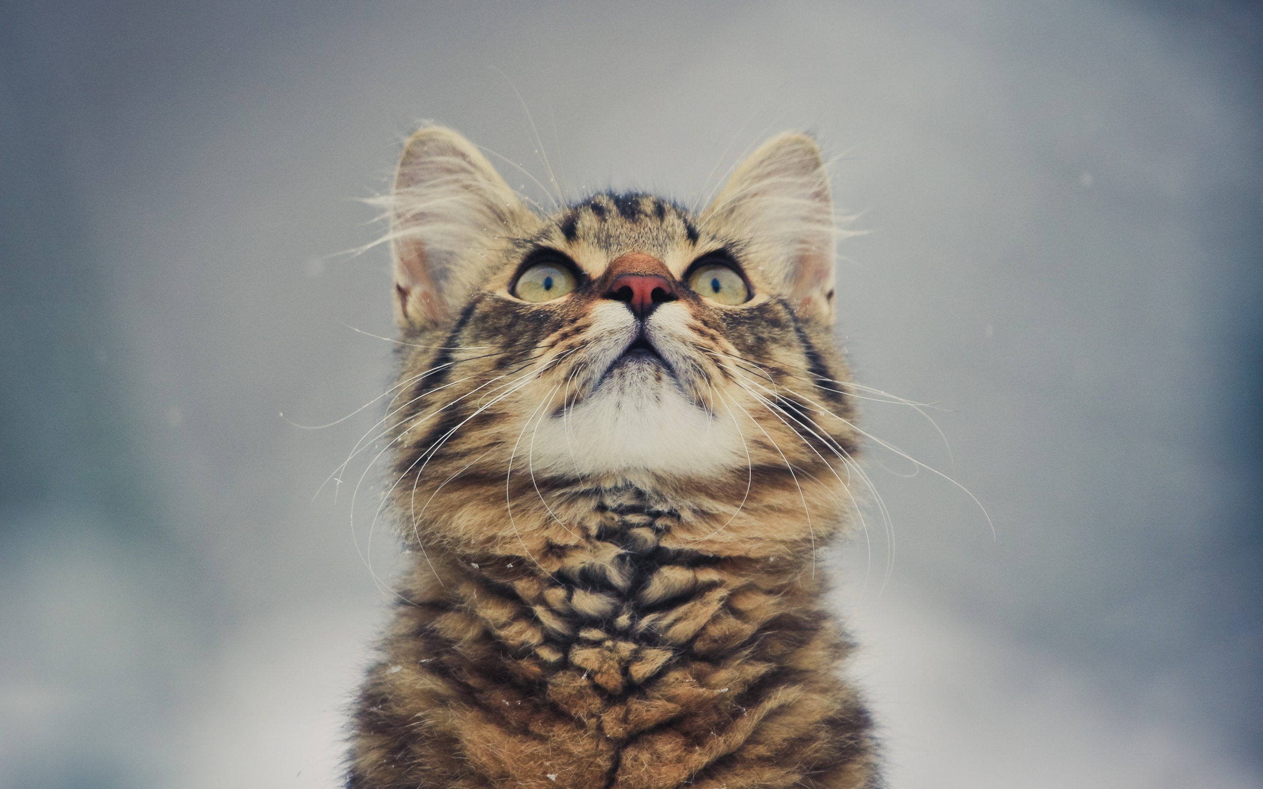 котенок, взгляд, морда