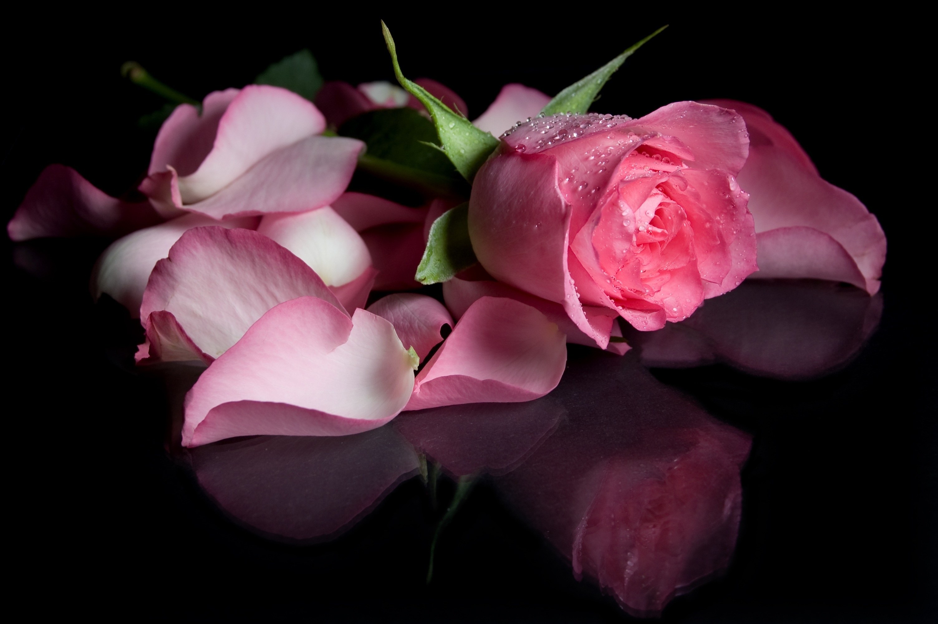 Доброго вечера красивые розы. Красивые розы. Цветы на черном фоне. Красивые цветы на черном фоне. Цветы на темном фоне.