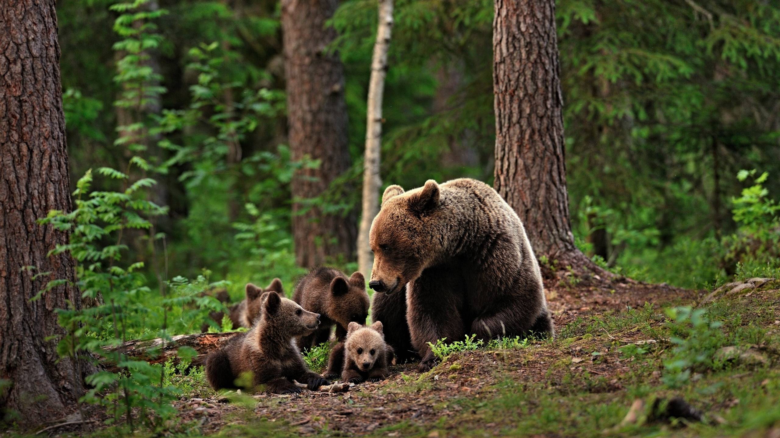 Фотографии 3 медведей. Беловежская пуща медведи. Медведь в лесу. Медведица с медвежатами. Медвежонок в тайге.