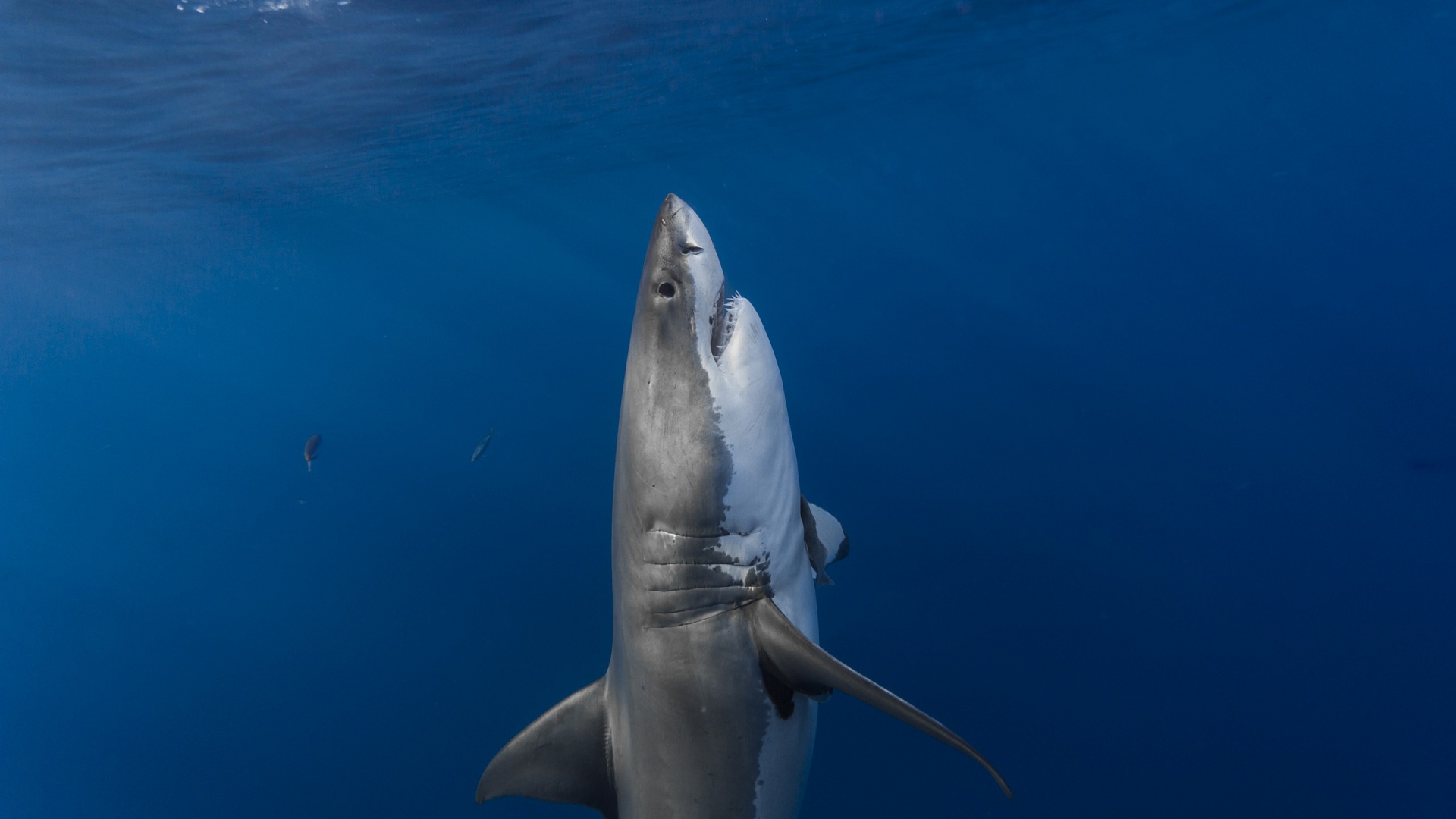акула, белая, underwater