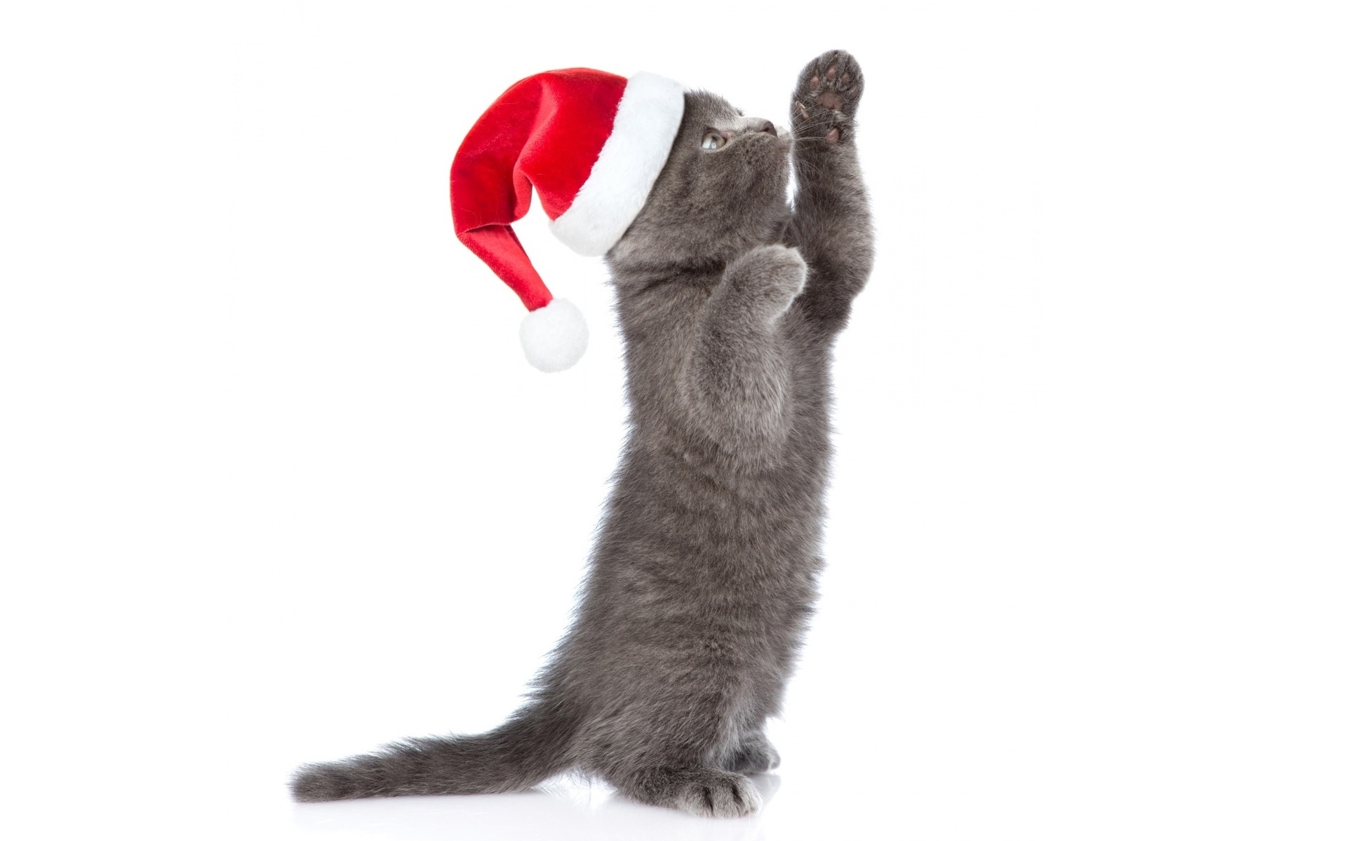 новый, новый