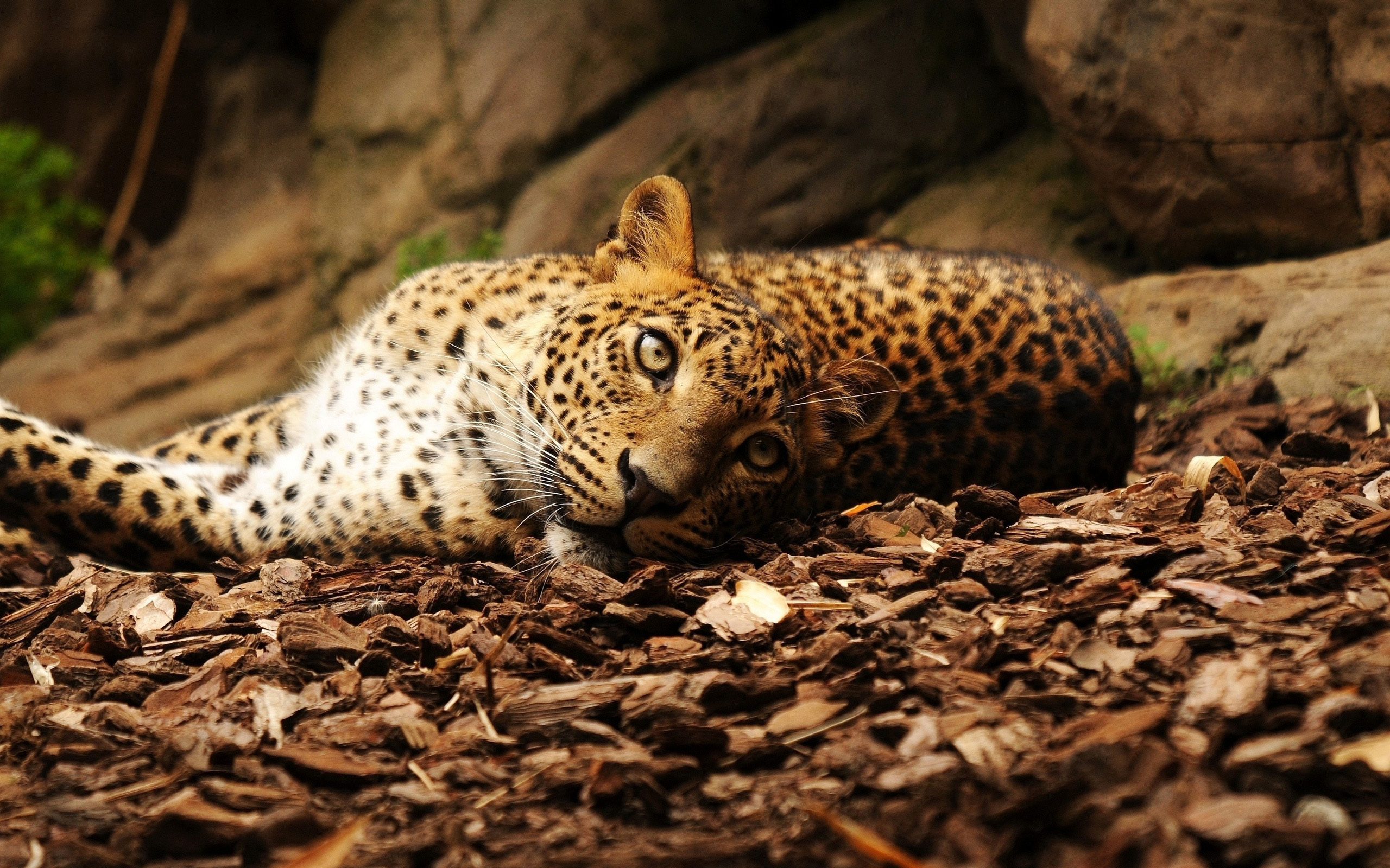jaguar, funart