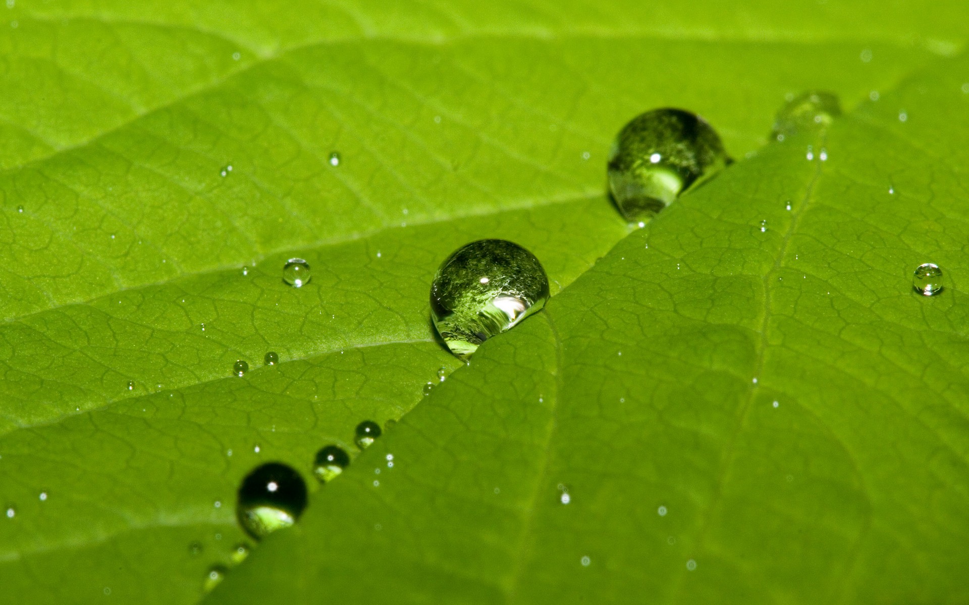 pic, лист, drop
