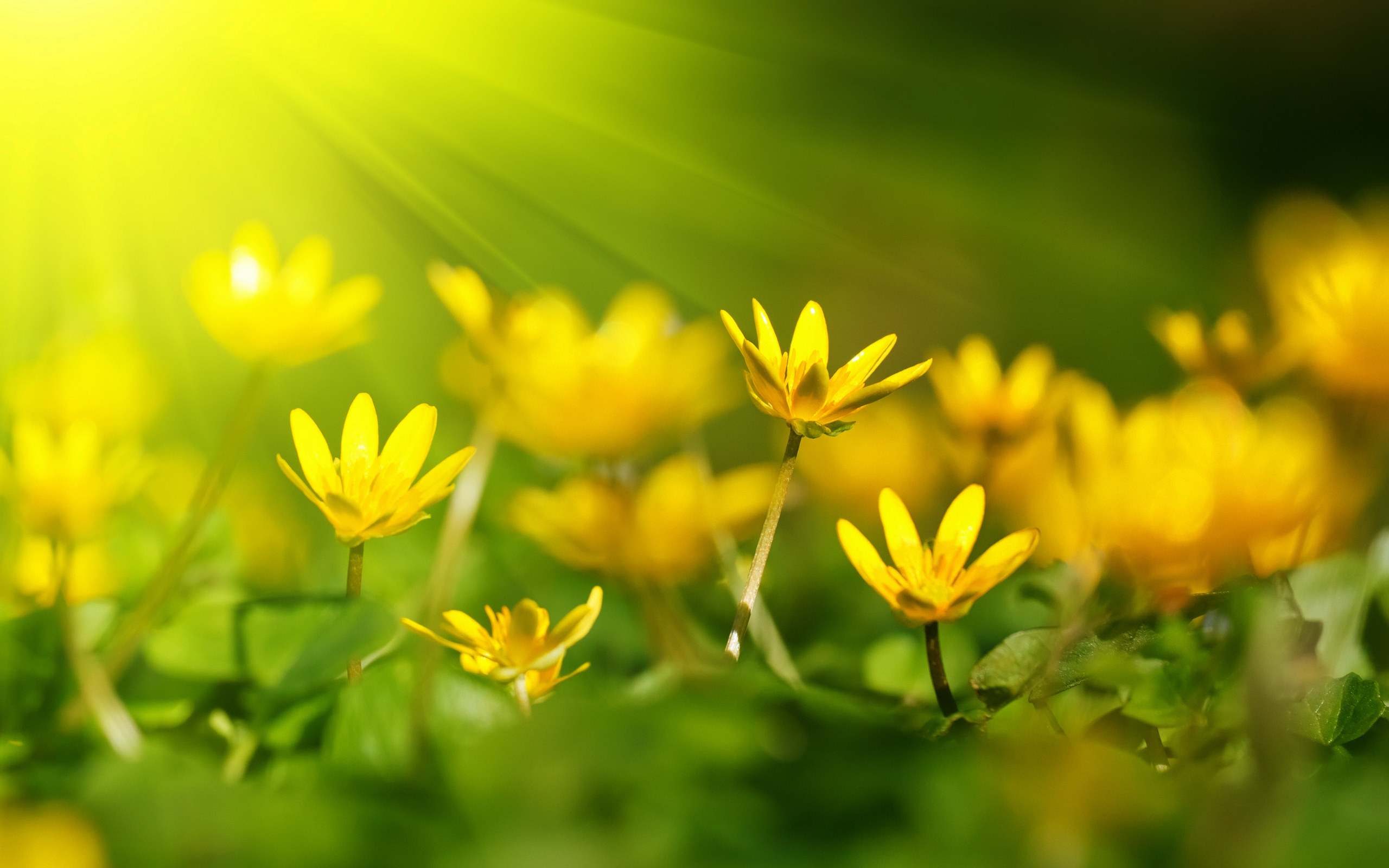 природа желтый цветок бессмертник загрузить