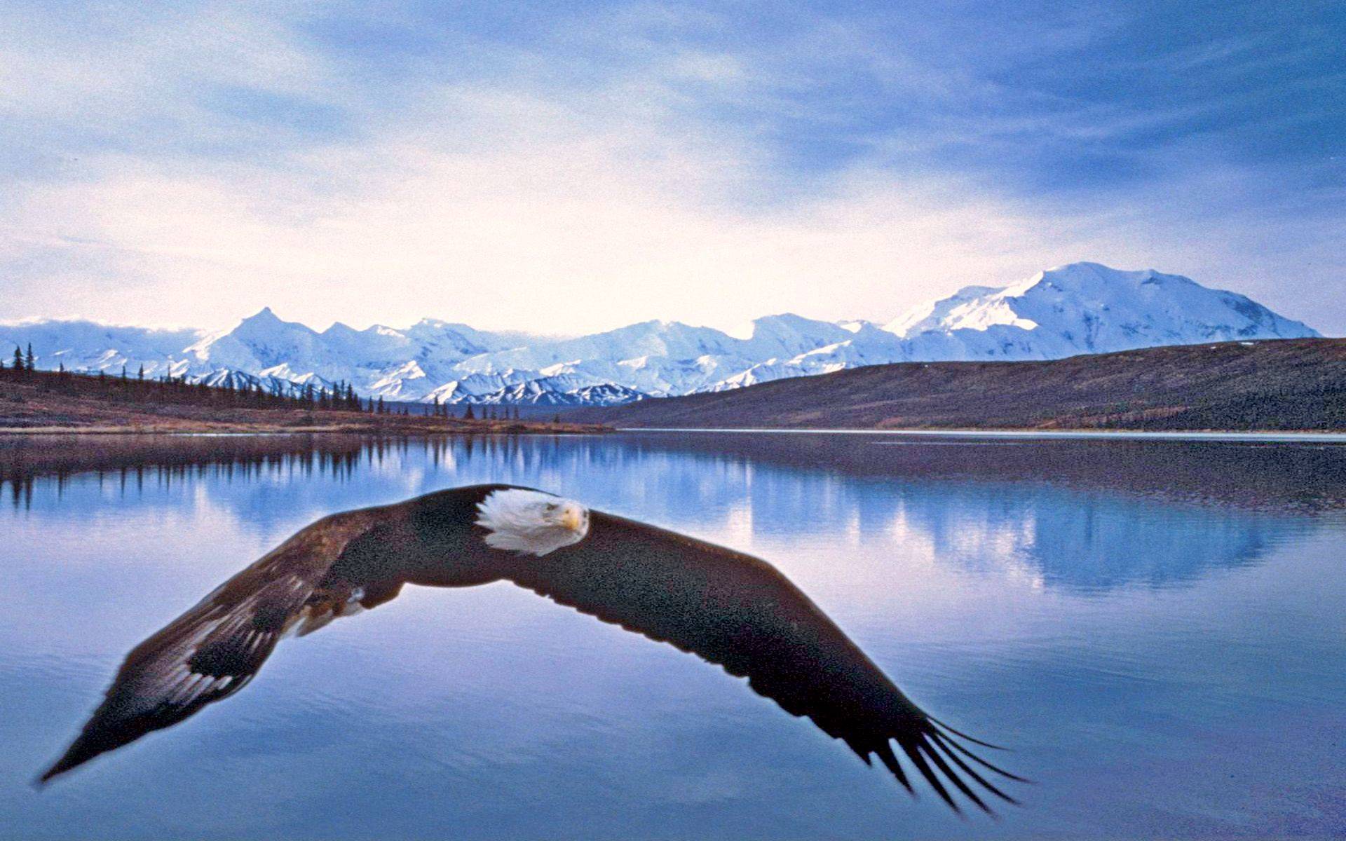 орлан, аляска