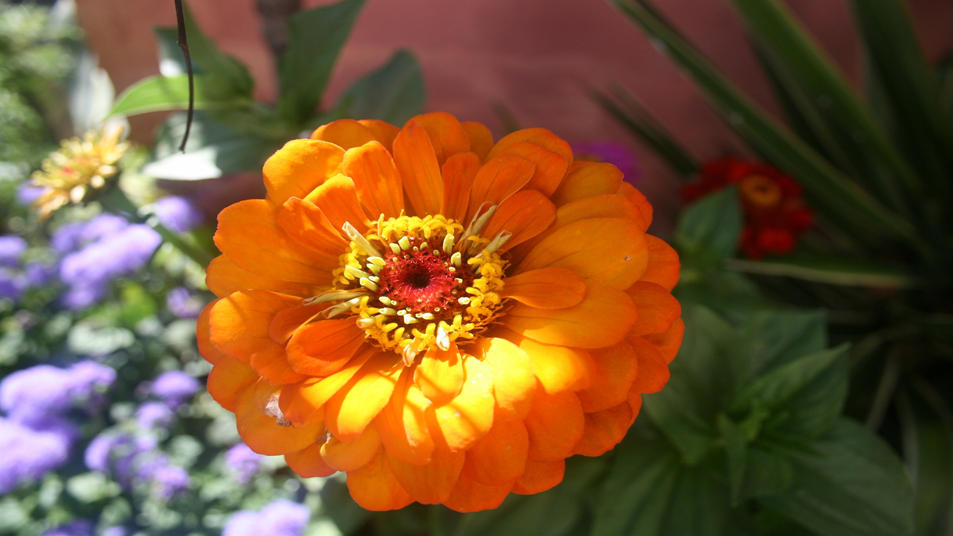 природа, цветы
