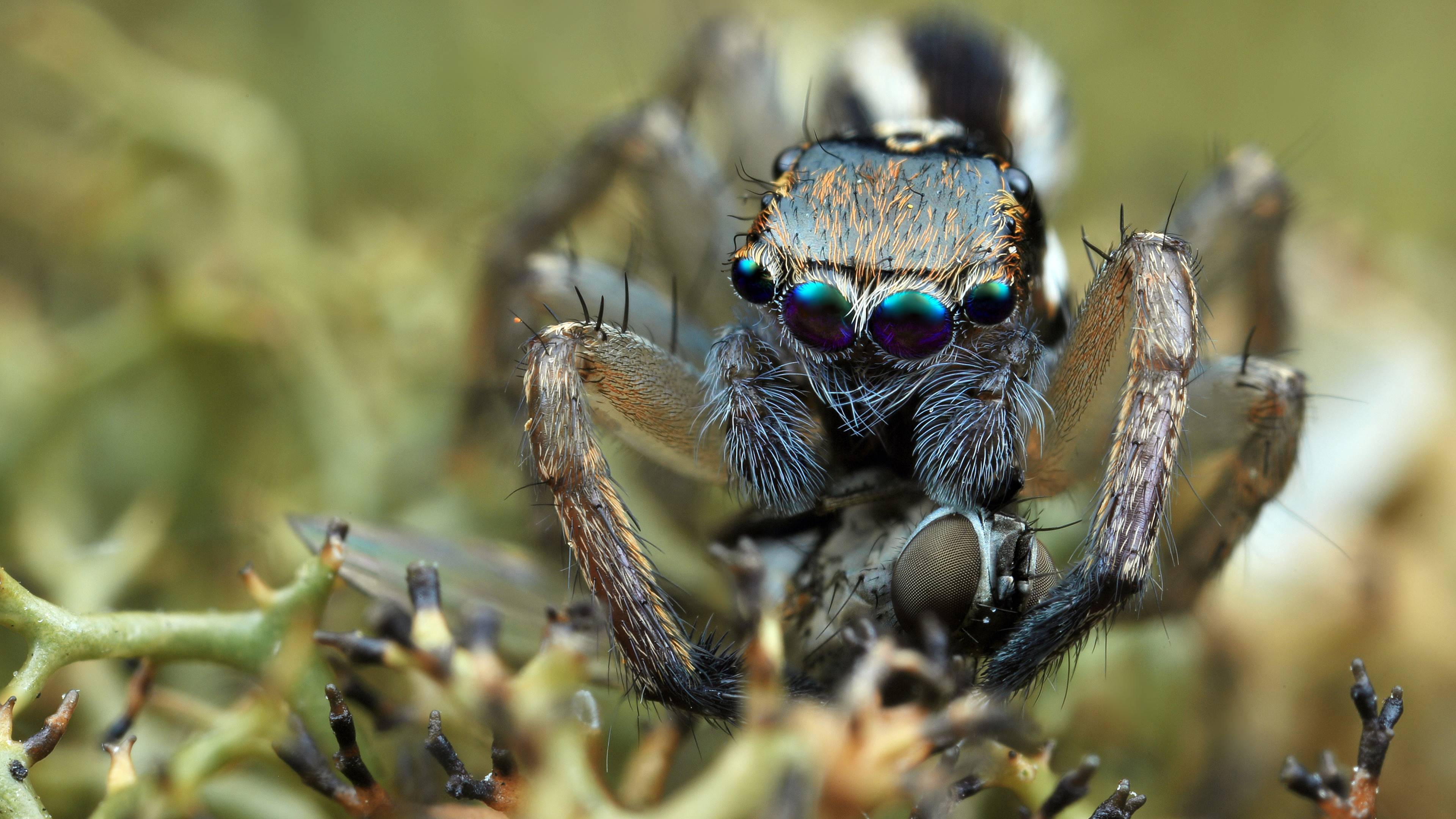 parasitism, wikipediaparasitism, definition