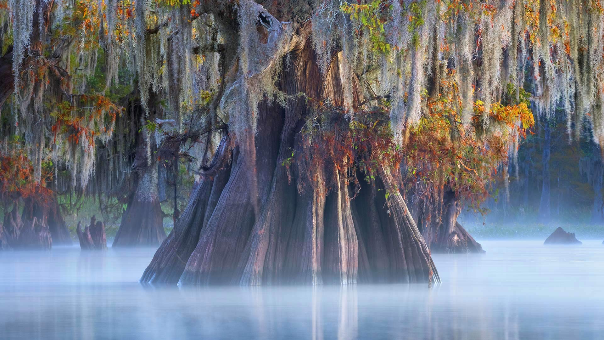 louisiana, ципресс, болото