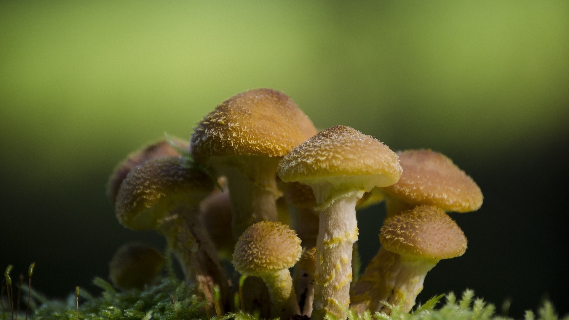 mushroom, makryi