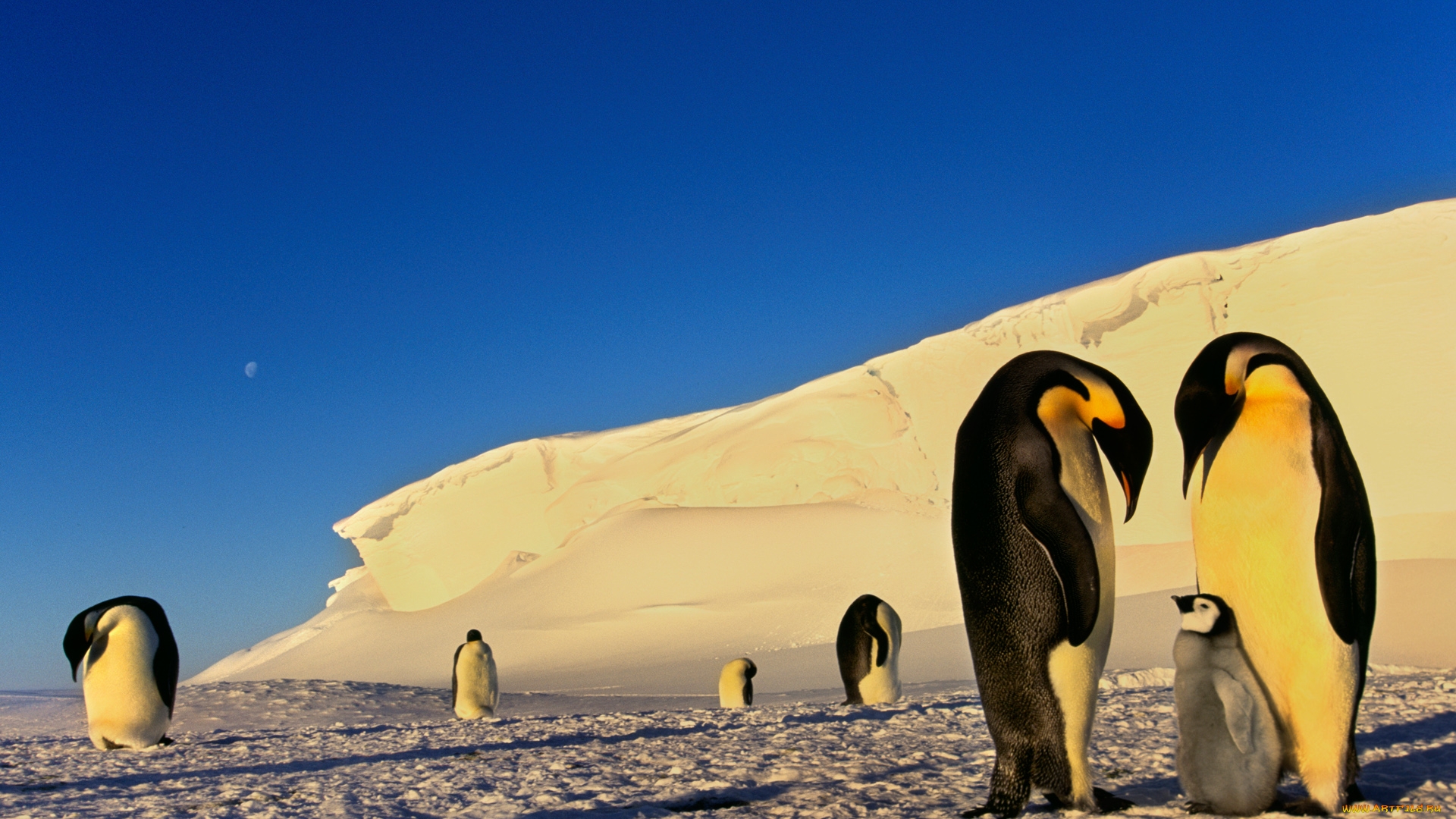 Пингвины льдина скачать