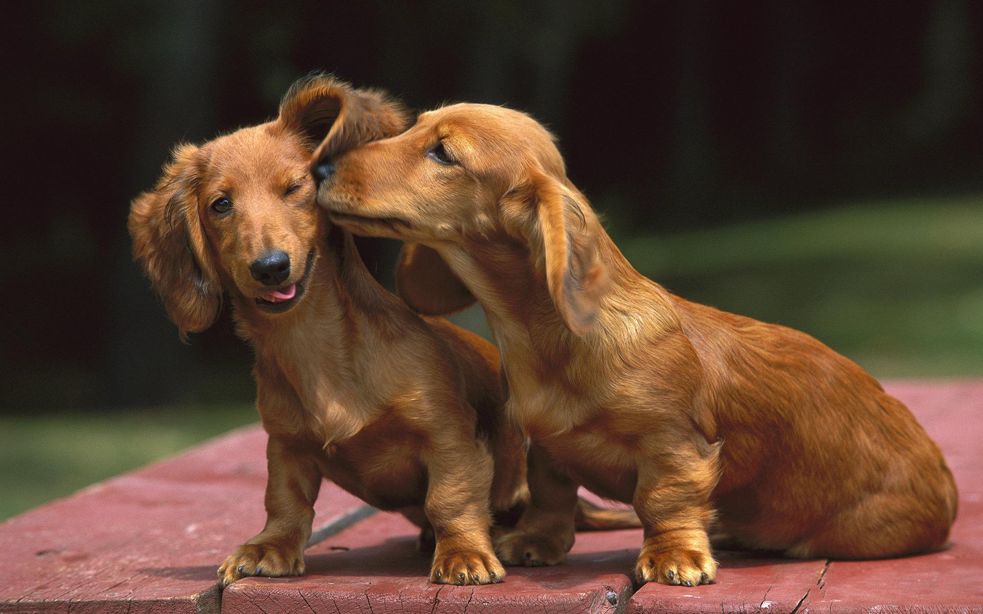 dachshund, русский