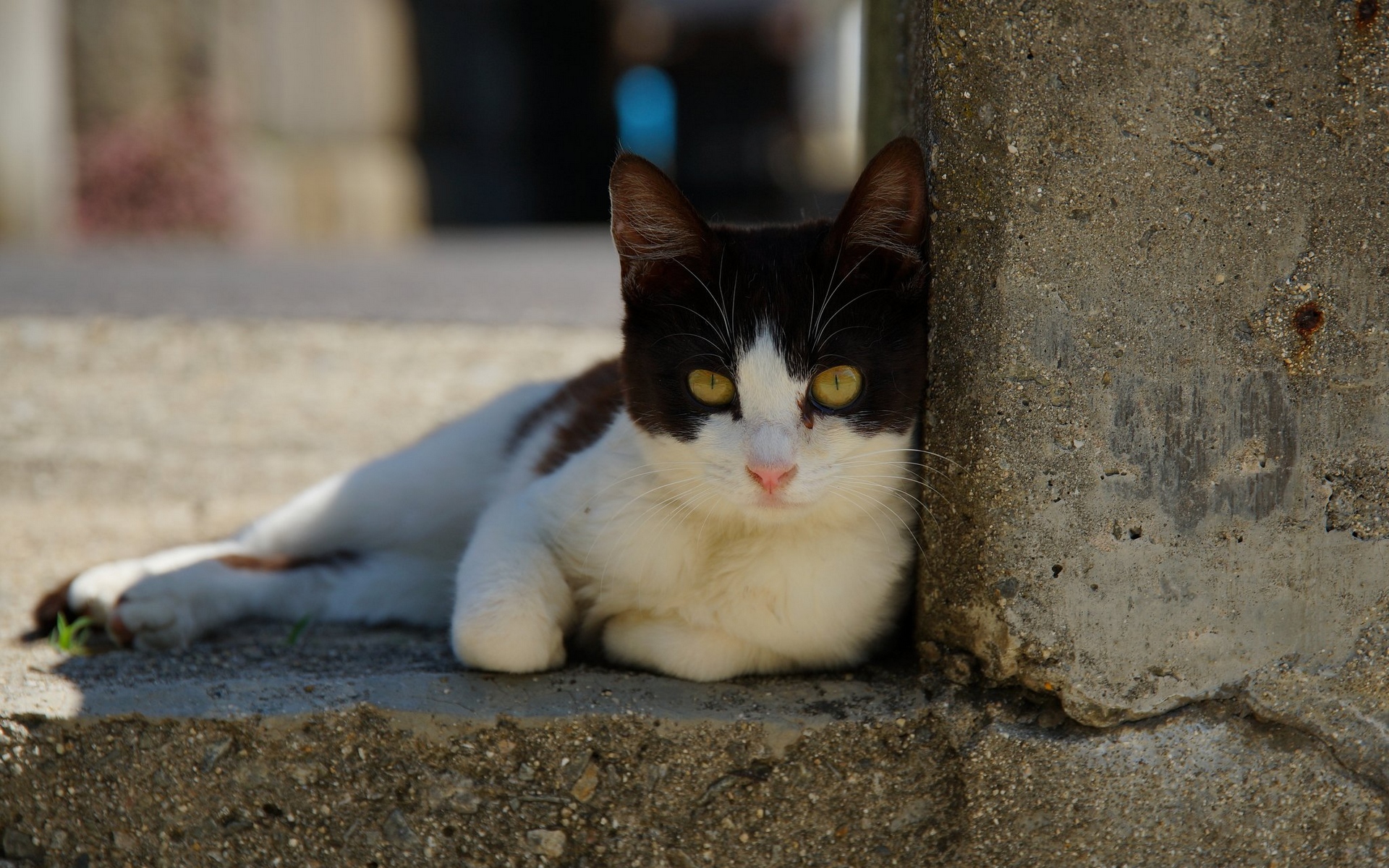 flickr, фавориты, yahoo